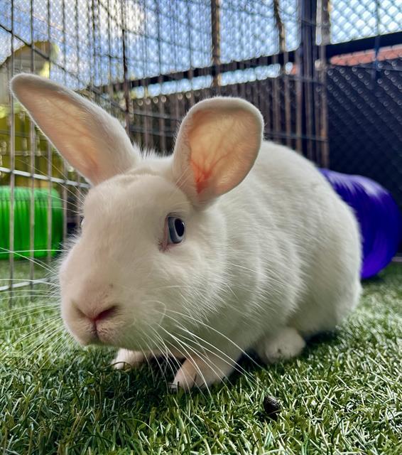 BUNBUN, Adoptable, Young Female Bunny Rabbit.