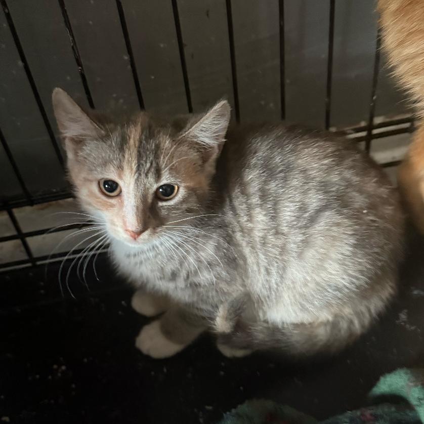 Enlarge Tortellini , an adopted mixed breed in Jersey City, NJ image 1/1