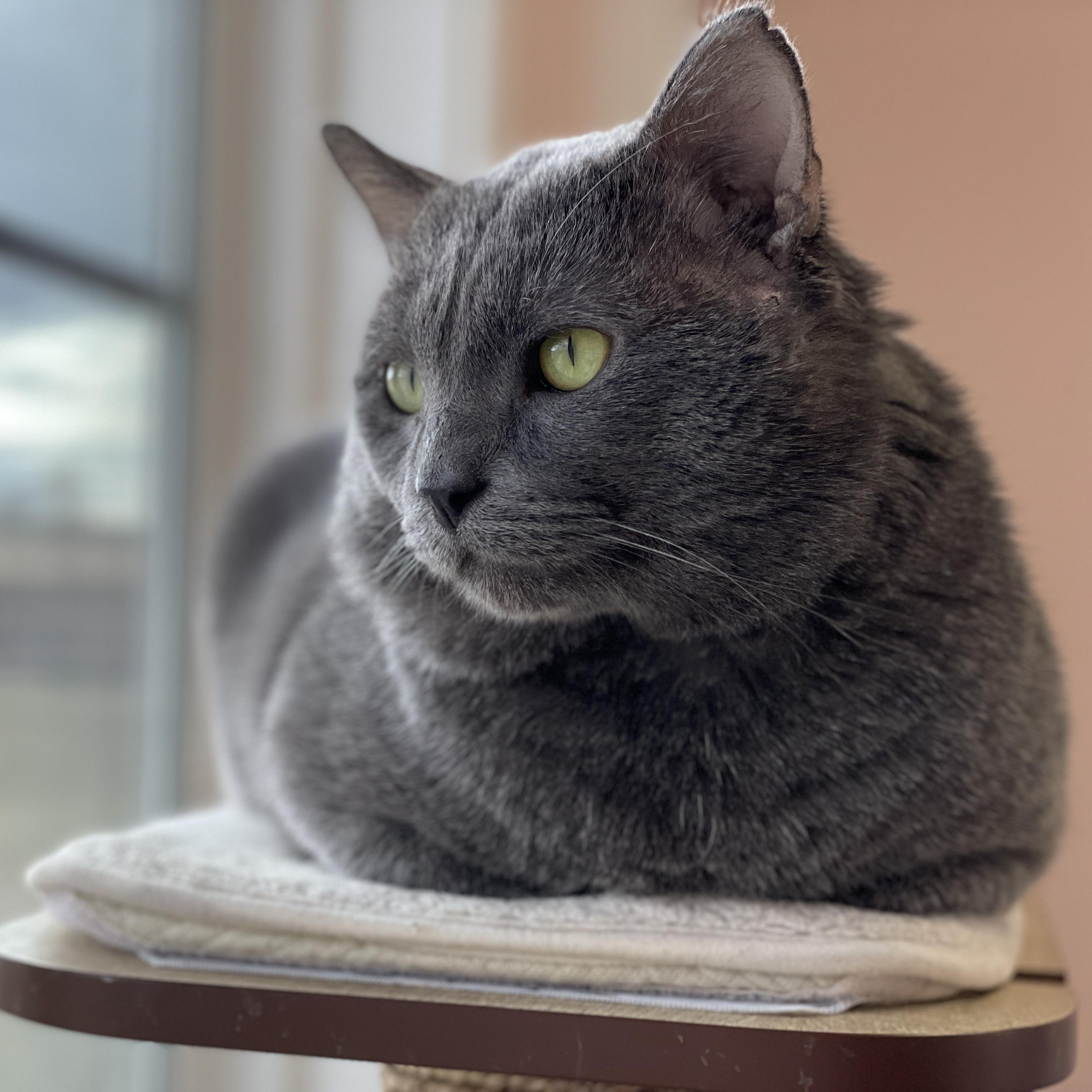 Enlarge Cinderblock, an adopted Domestic Short Hair in Charles Town, WV image 1/4