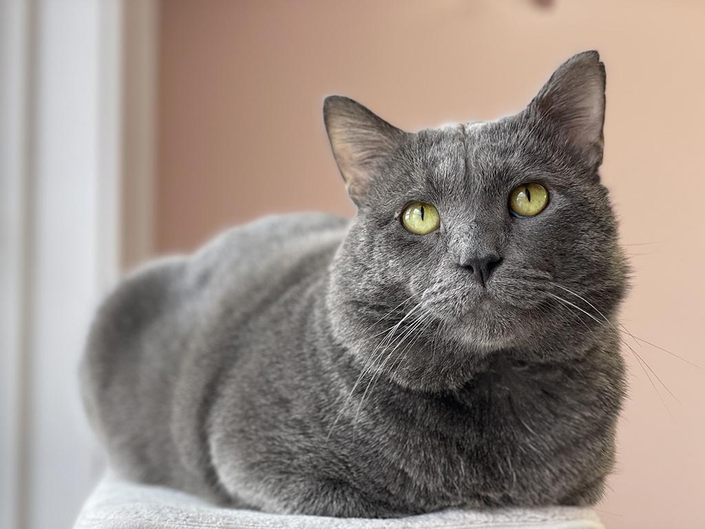 Enlarge Cinderblock, an adopted Domestic Short Hair in Charles Town, WV image 2/4