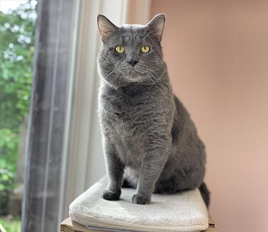 Enlarge Cinderblock, an adopted Domestic Short Hair in Charles Town, WV image 4/4