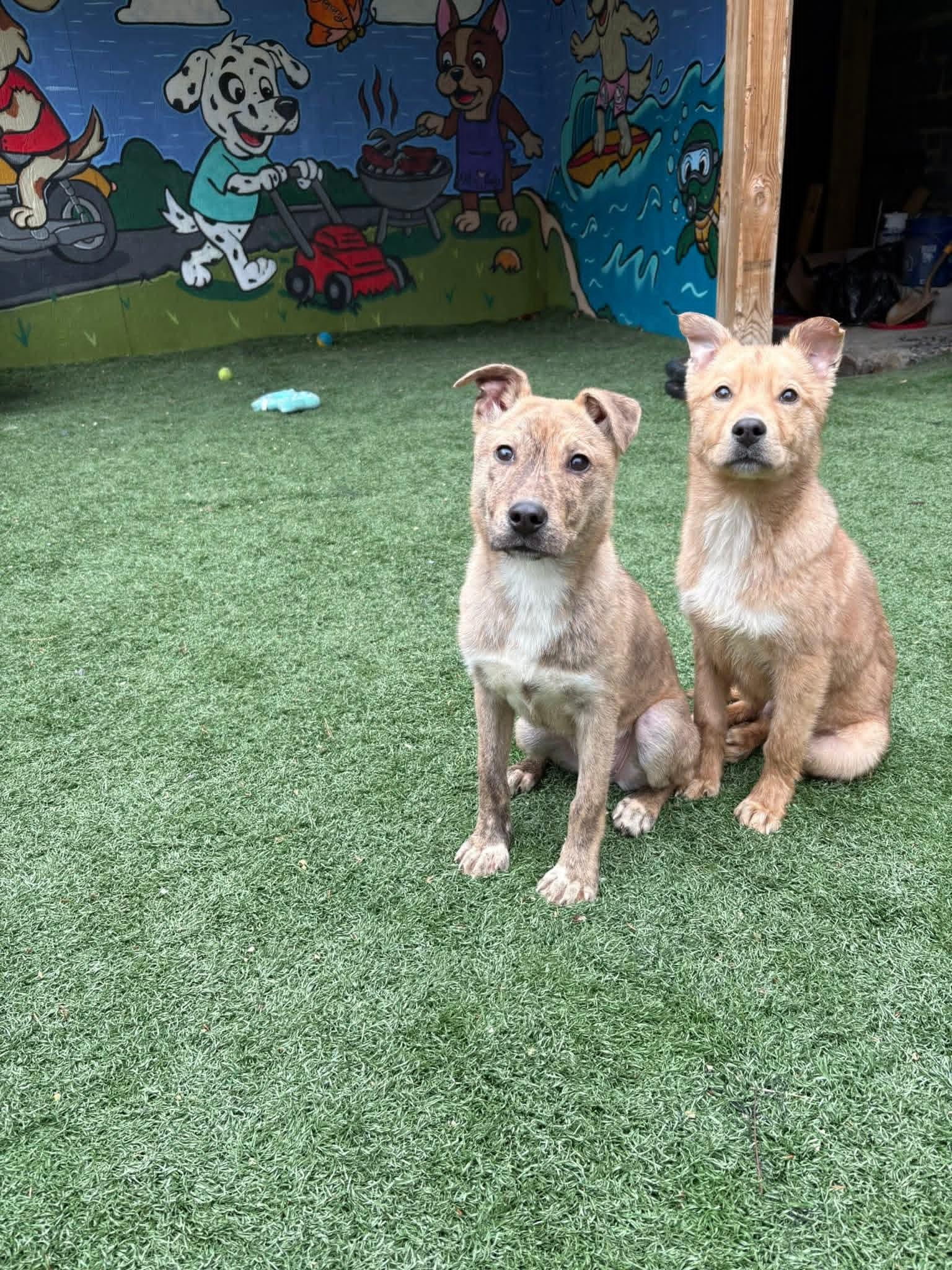 MODELO tinycauseadopt@gmail.com , a ADOPTABLE mixed breed in Vandergrift, PA image 2/2