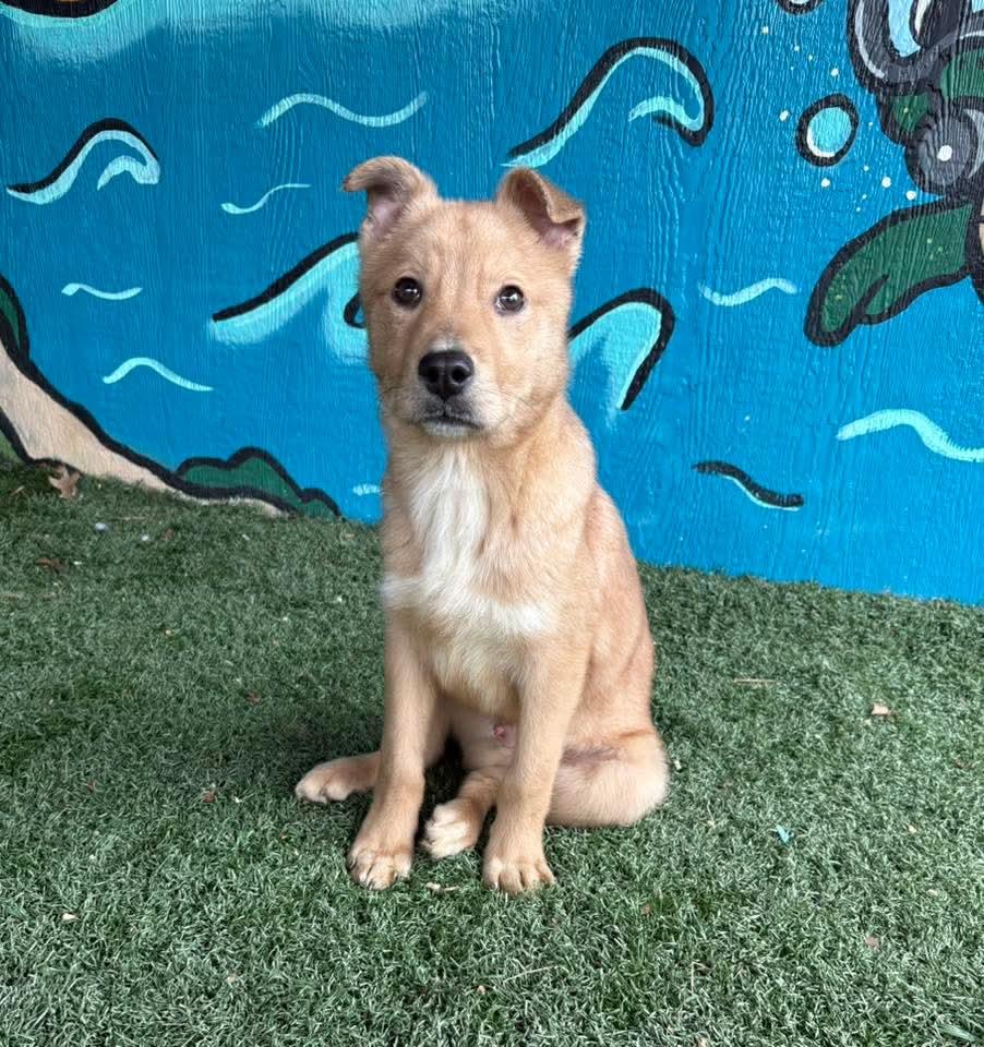 MODELO tinycauseadopt@gmail.com , ADOPTABLE, Puppy Male Shepherd.