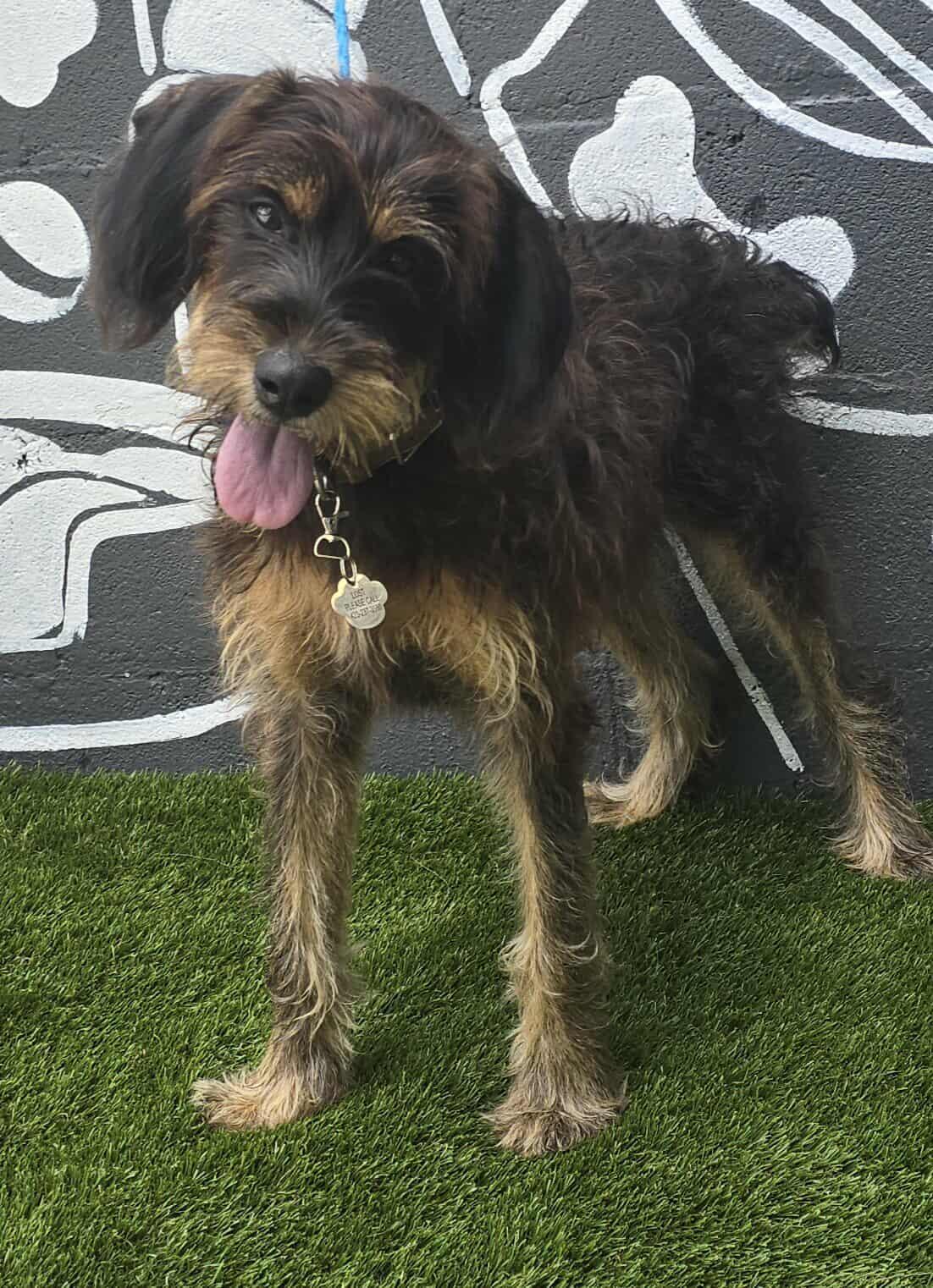 Belize, an adoptable Schnoodle, Poodle in Newport, TN, 37821 | Photo Image 2