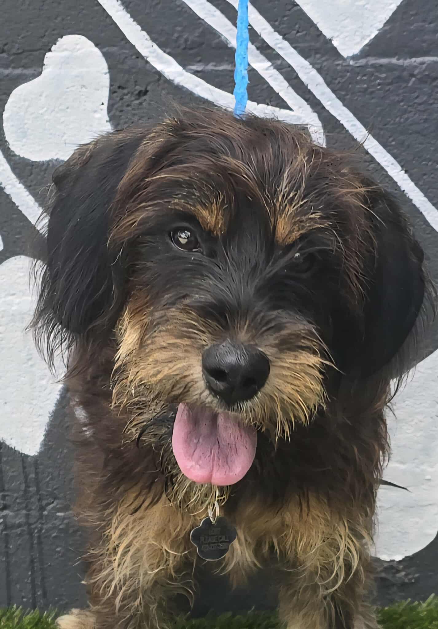 Belize, an adoptable Schnoodle, Poodle in Newport, TN, 37821 | Photo Image 1