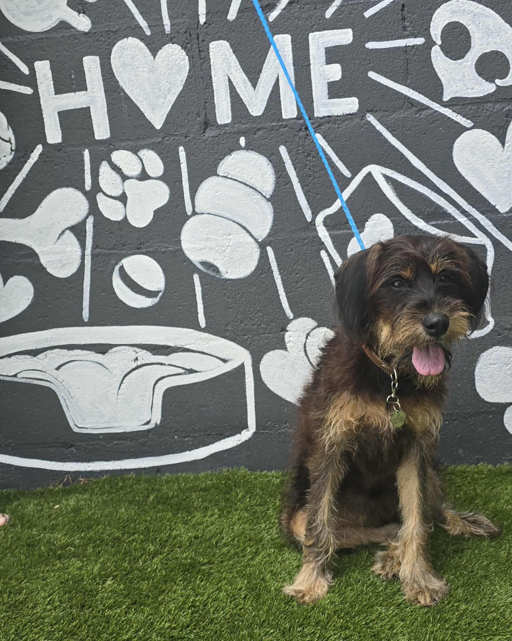 Belize, an adoptable Schnoodle, Poodle in Newport, TN, 37821 | Photo Image 3