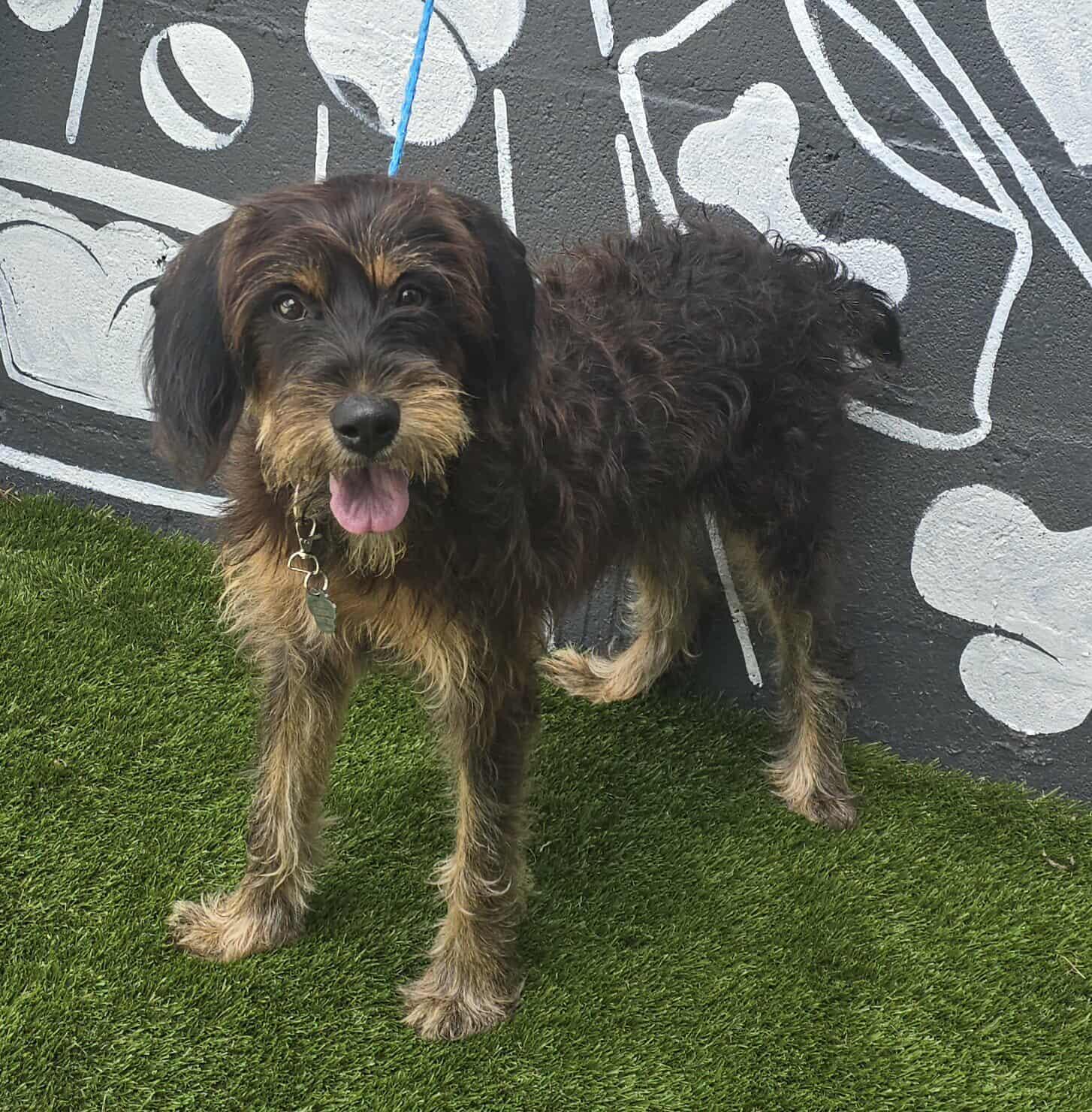 Belize, an adoptable Schnoodle, Poodle in Newport, TN, 37821 | Photo Image 4