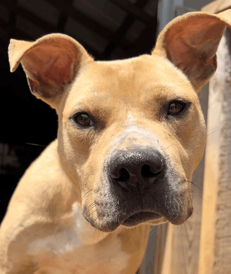 Queso , Adopted, Adult Male American Staffordshire Terrier.