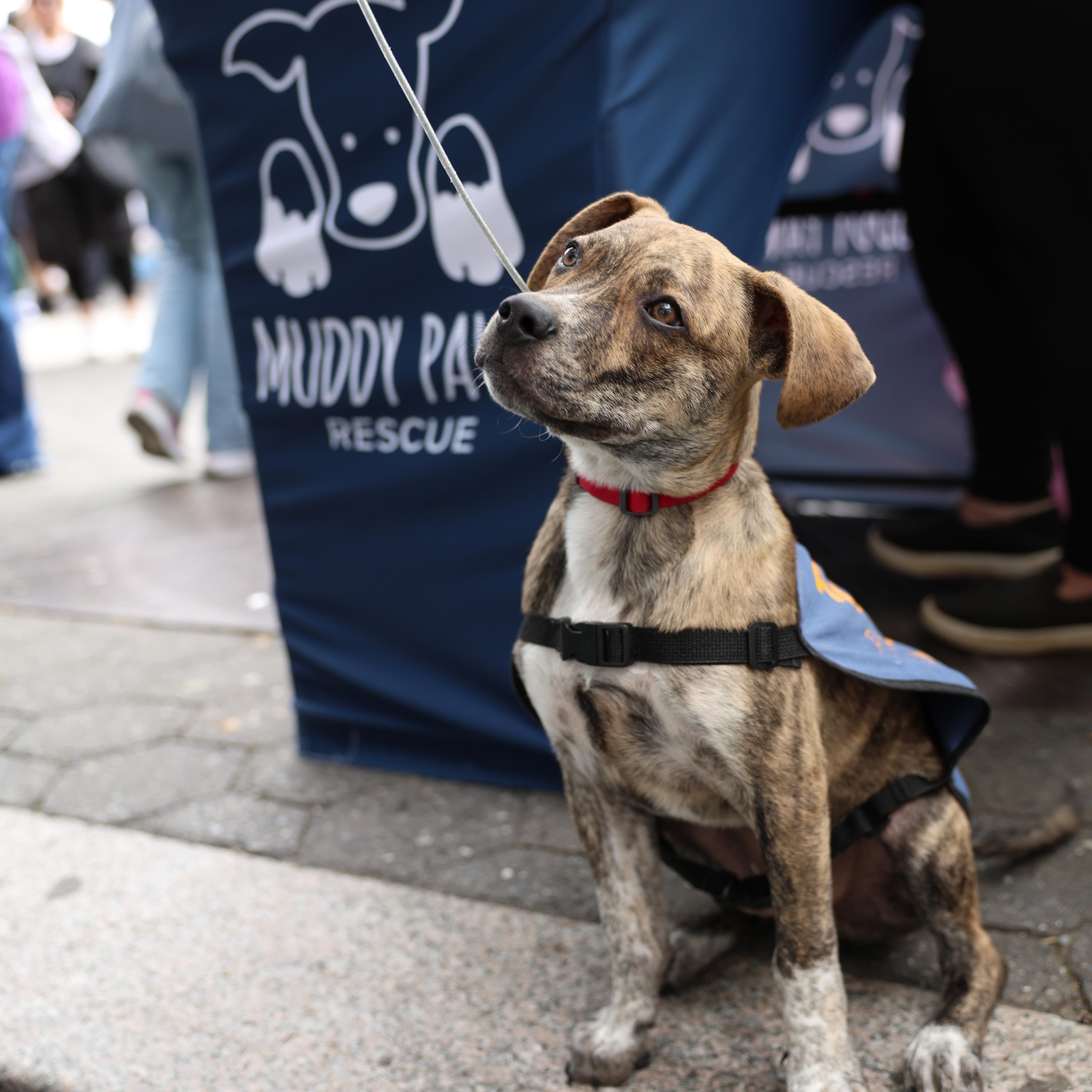 Creed, Young Male Mixed Breed