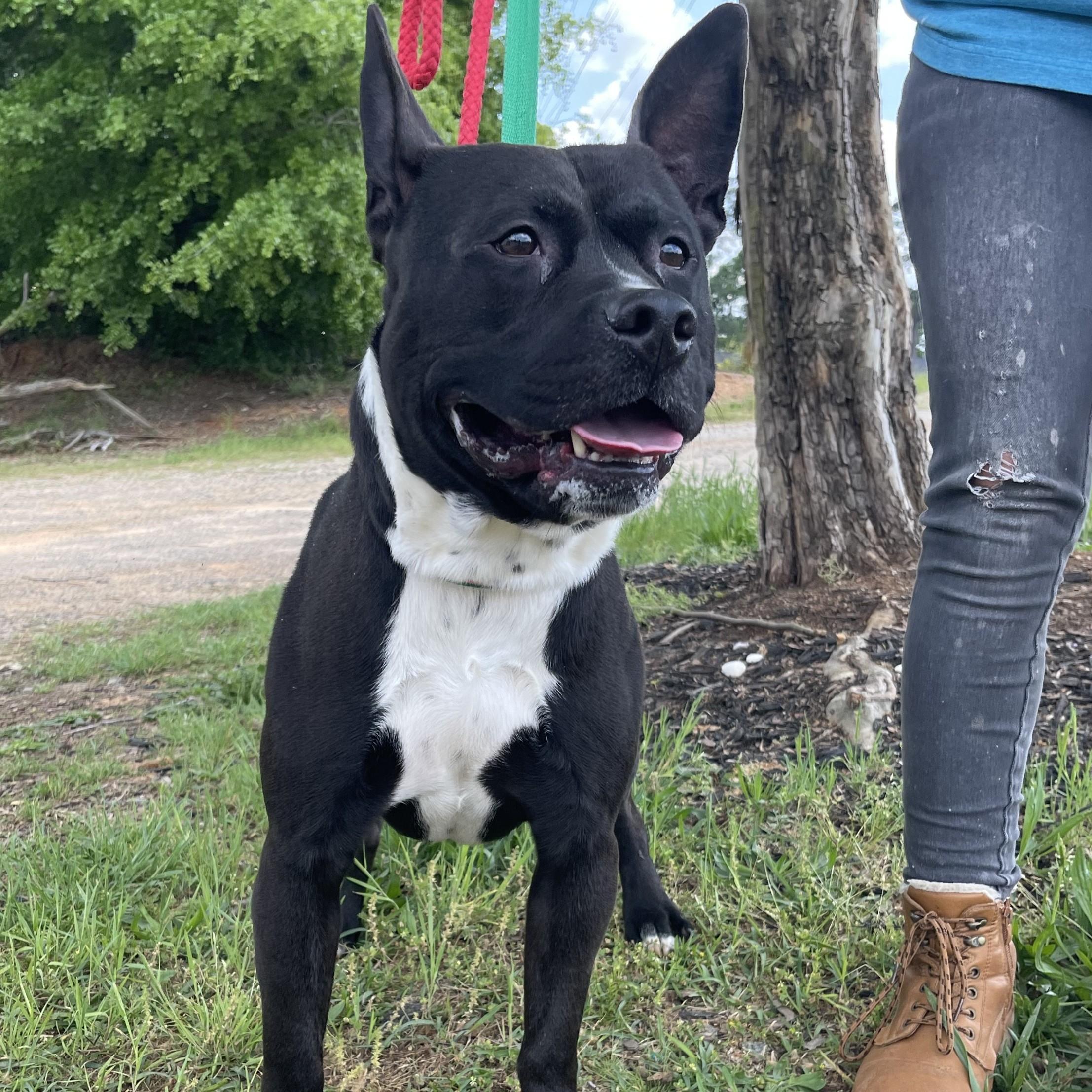 Enlarge King, a Adoptable mixed breed in West Chester, PA image 1/4