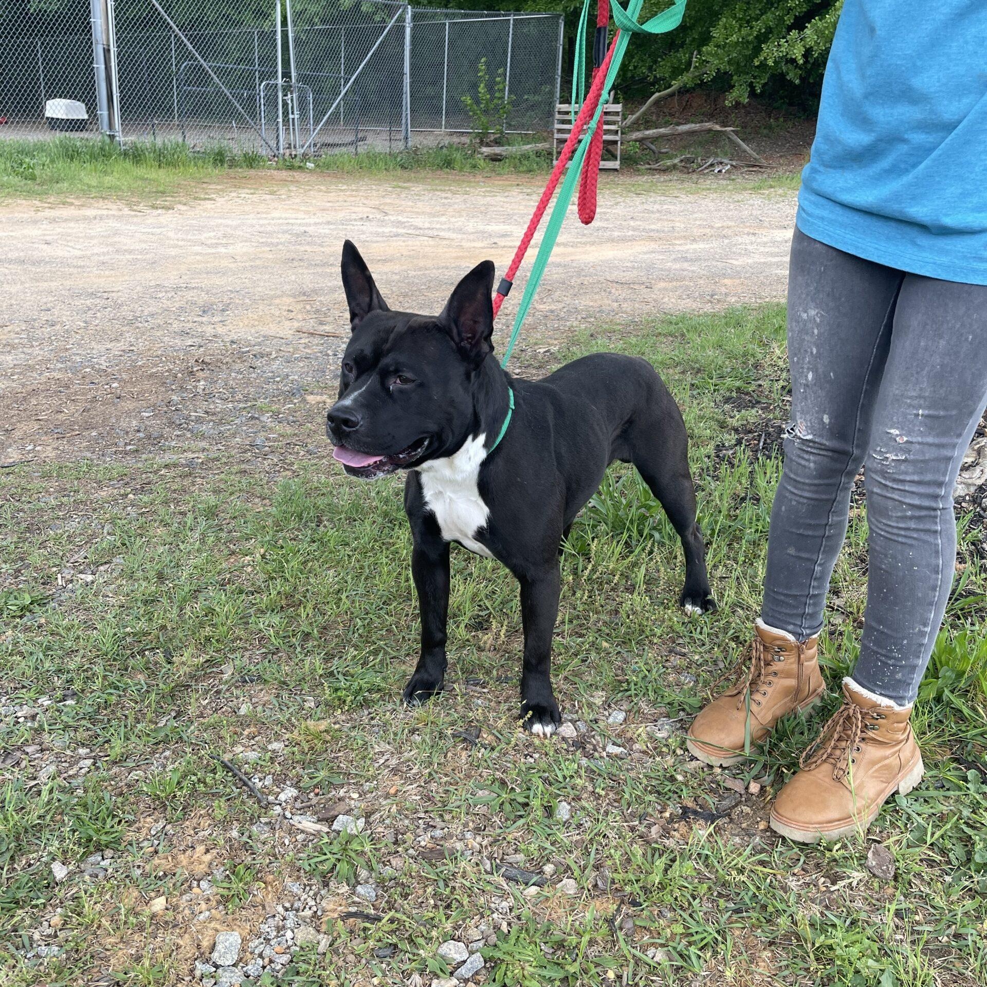Enlarge King, a Adoptable mixed breed in West Chester, PA image 2/4