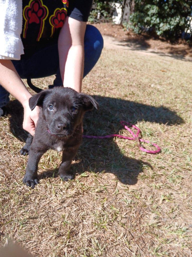 Enlarge Theo, a Adopted Labrador Retriever in Smyrna, GA image 1/5