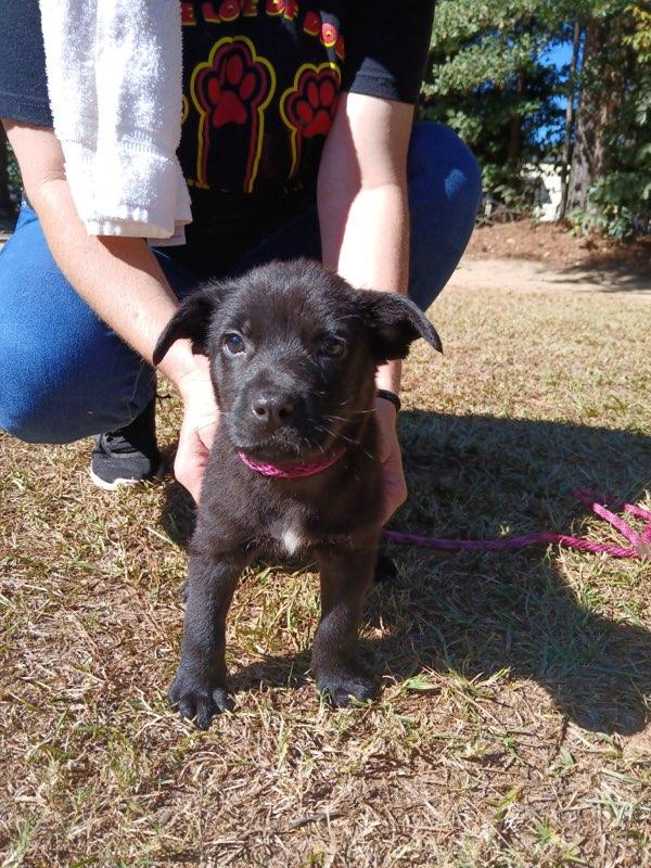 Enlarge Theo, a Adopted Labrador Retriever in Smyrna, GA image 2/5
