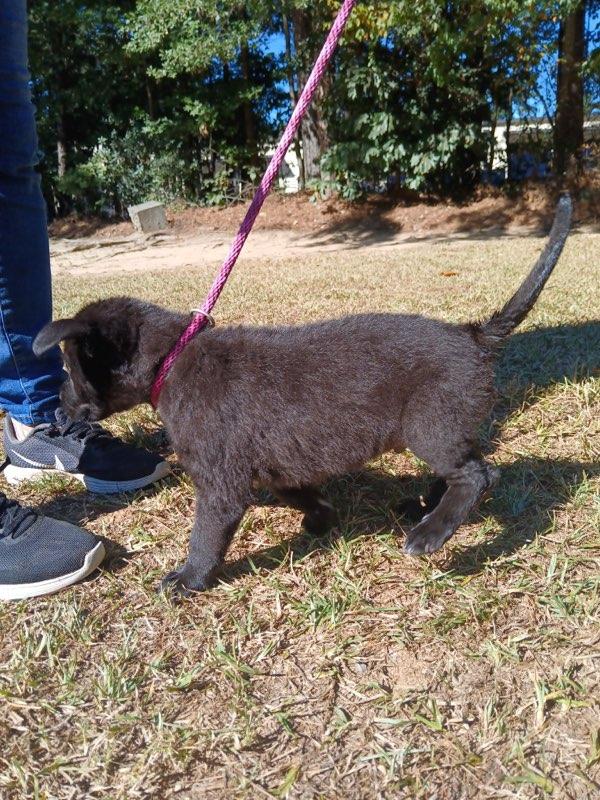 Enlarge Theo, a Adopted Labrador Retriever in Smyrna, GA image 4/5