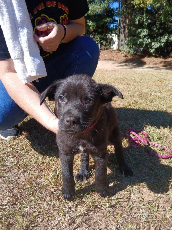 Enlarge Theo, a Adopted Labrador Retriever in Smyrna, GA image 5/5