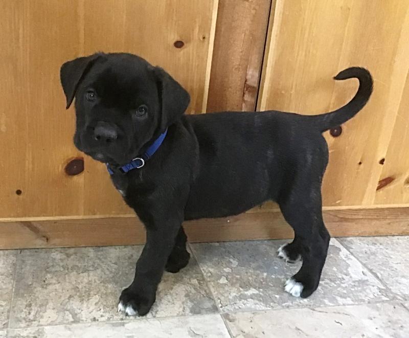 Enlarge Micky, an adopted mixed breed in Bancroft, ON image 2/4