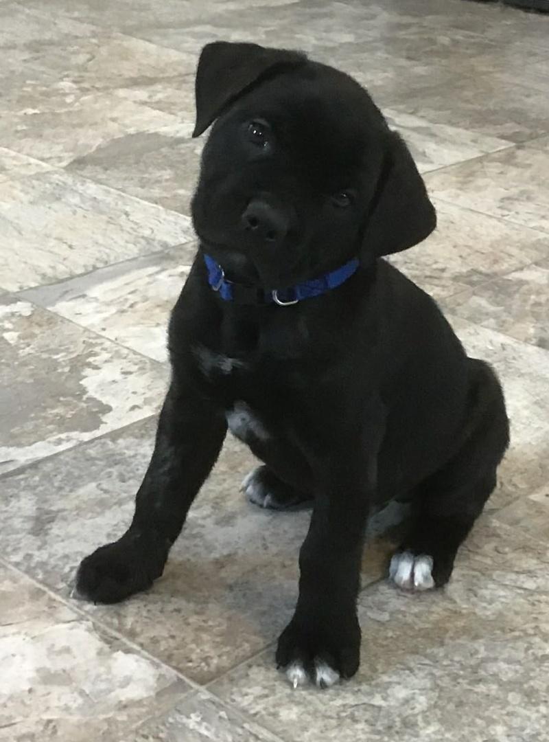 Enlarge Micky, an adopted mixed breed in Bancroft, ON image 1/4