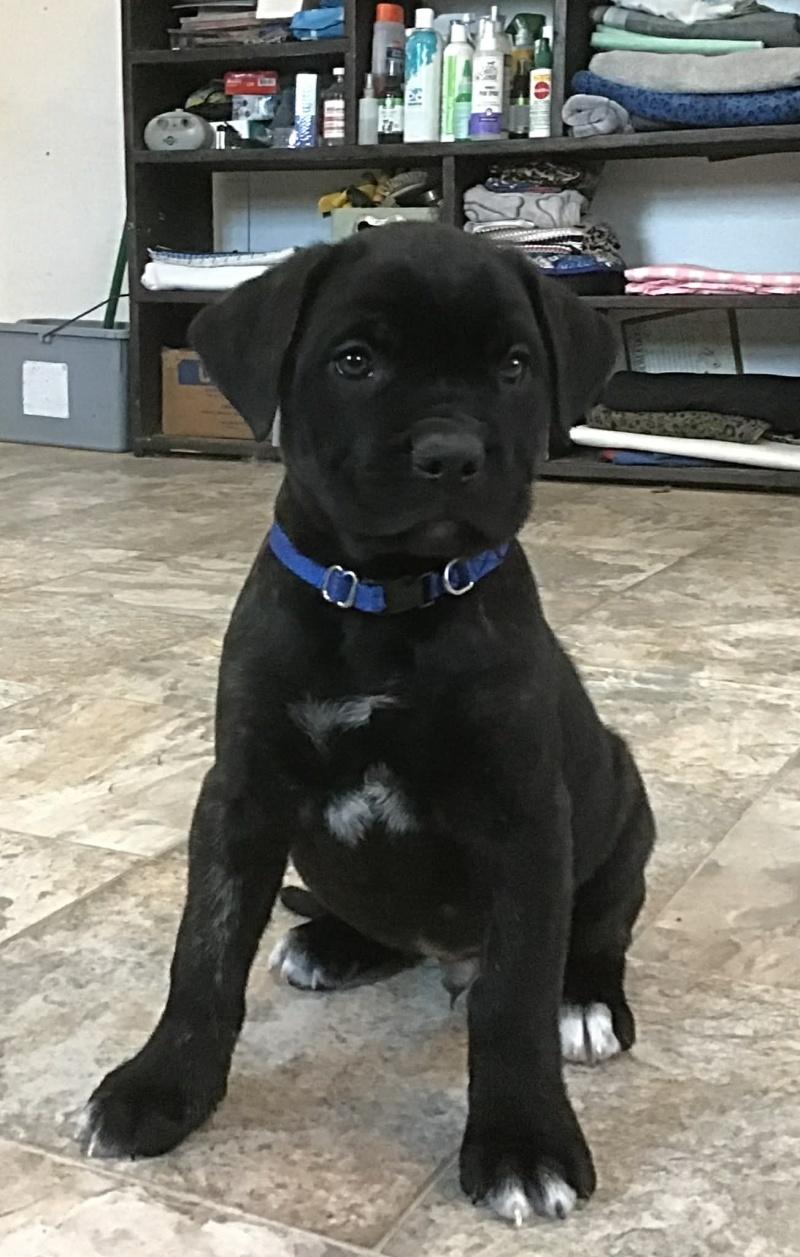 Enlarge Micky, an adopted mixed breed in Bancroft, ON image 4/4