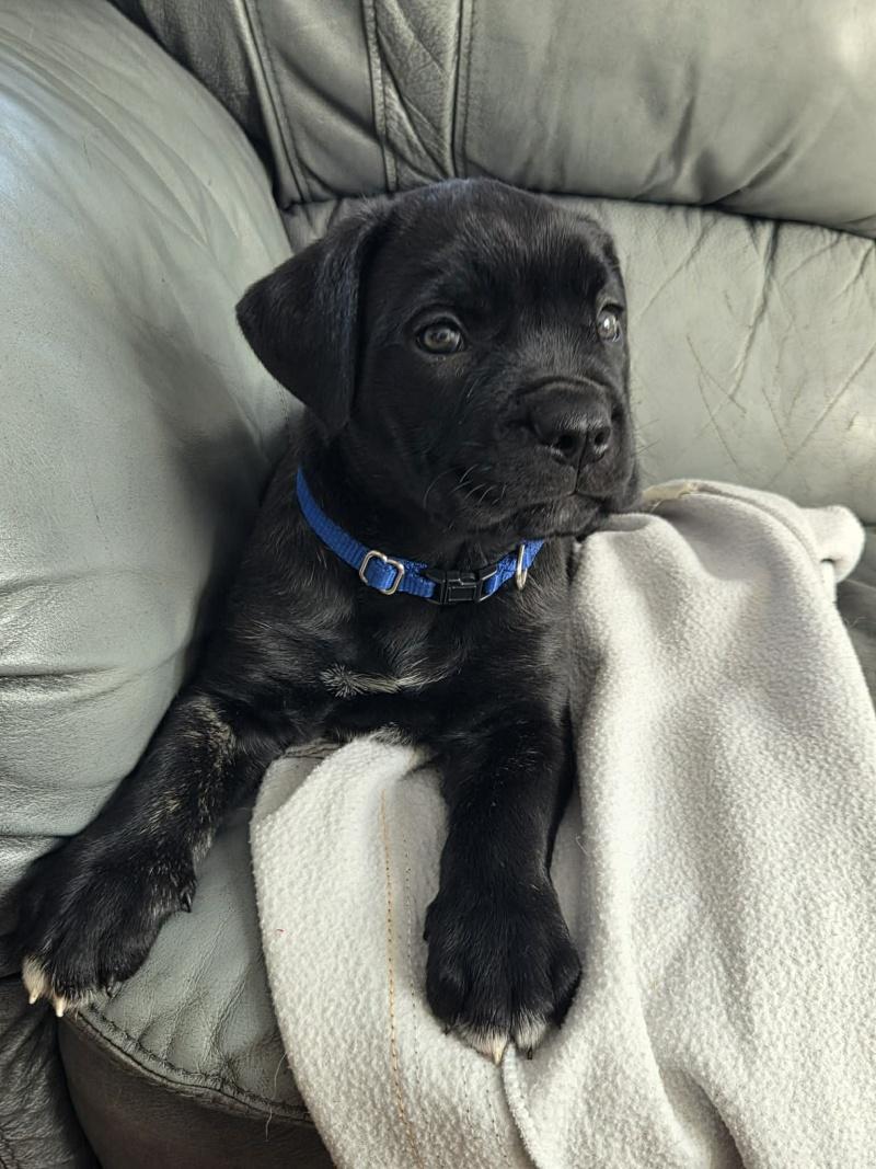 Enlarge Micky, an adopted mixed breed in Bancroft, ON image 3/4