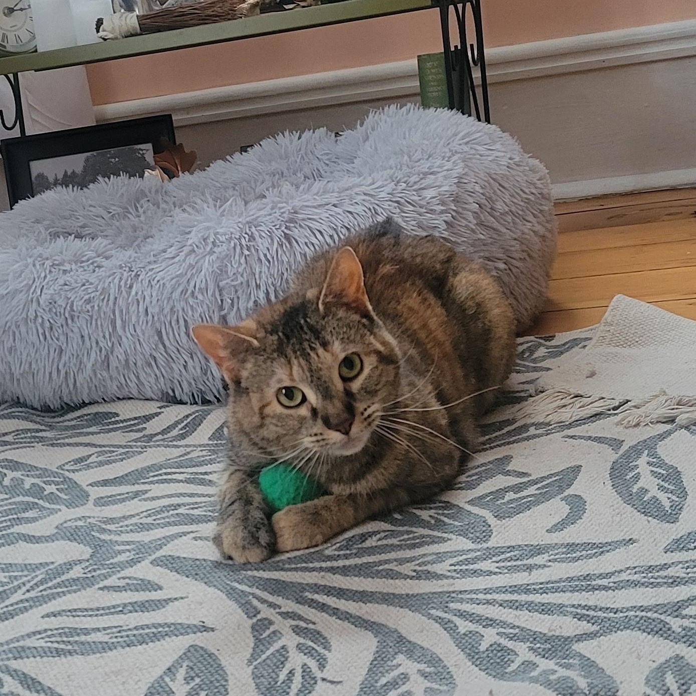 Twiggy, ADOPTABLE, Adult Female Domestic Short Hair.