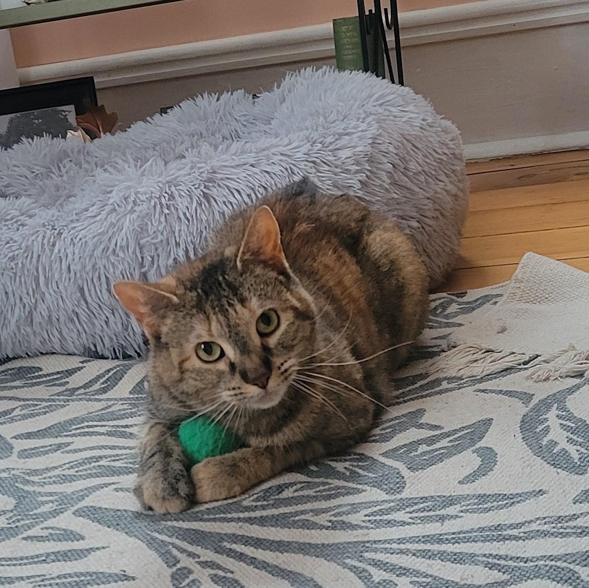 Enlarge Twiggy, a ADOPTABLE Domestic Short Hair in Ottawa, ON image 1/6