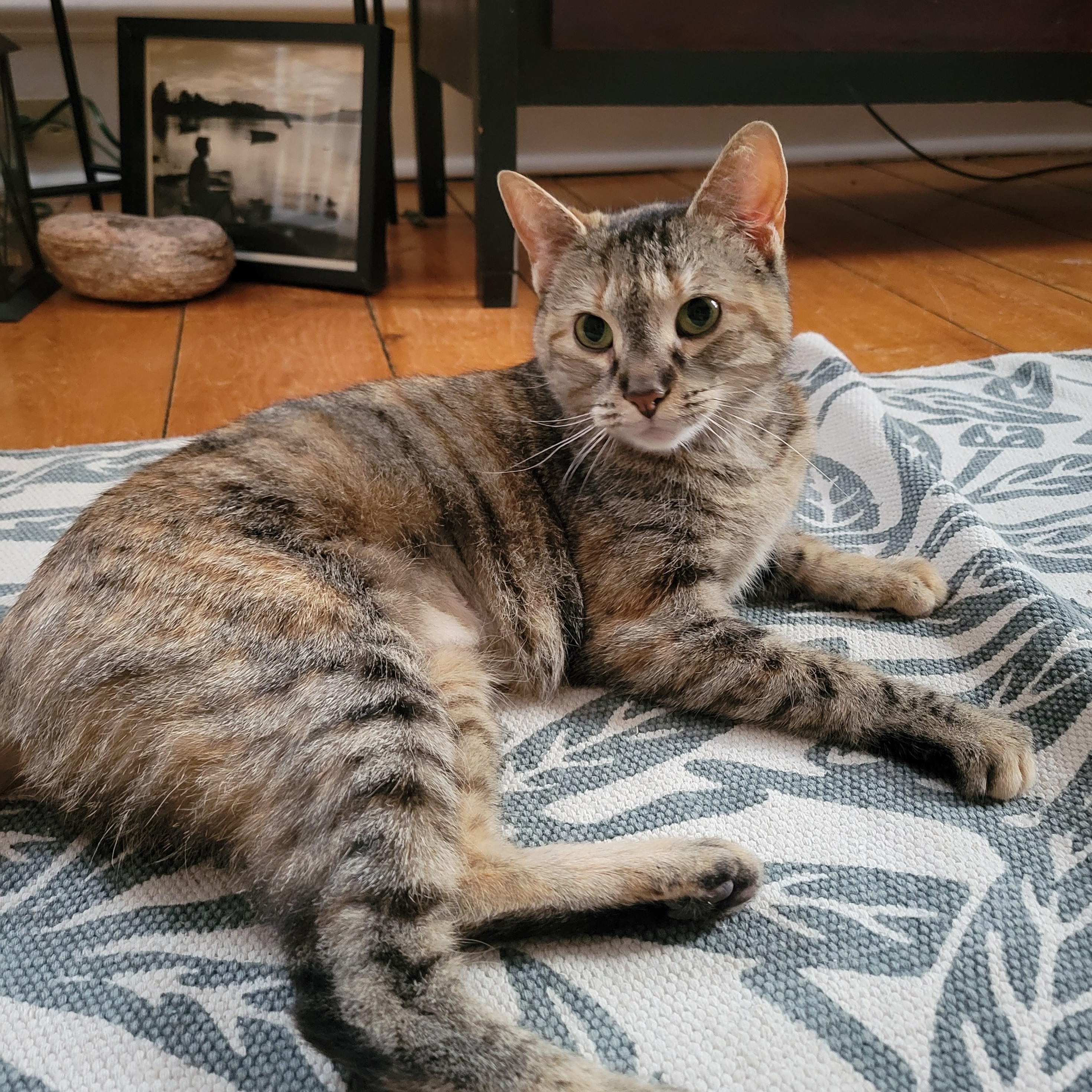 Enlarge Twiggy, a ADOPTABLE Domestic Short Hair in Ottawa, ON image 2/6