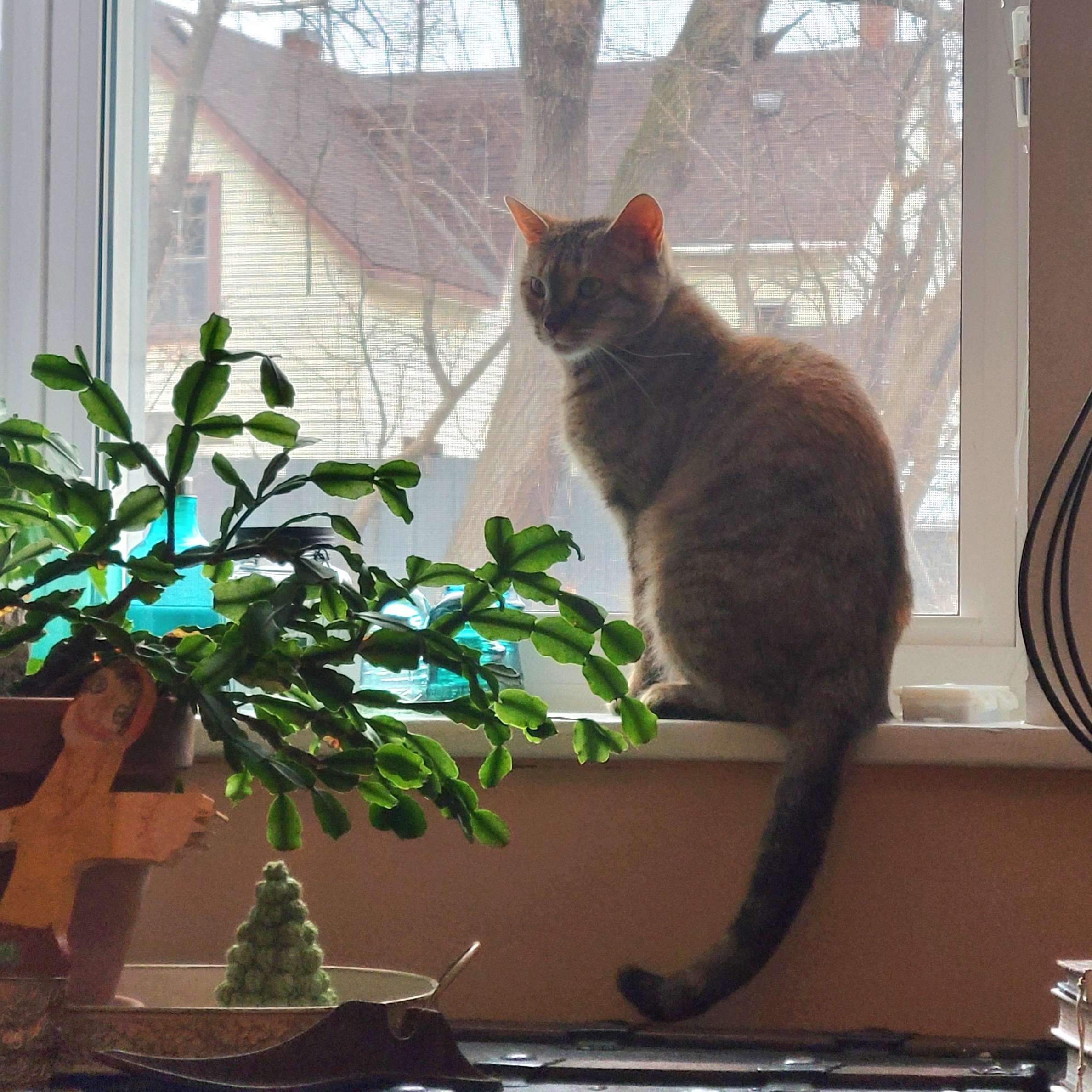 Enlarge Twiggy, a ADOPTABLE Domestic Short Hair in Ottawa, ON image 6/6