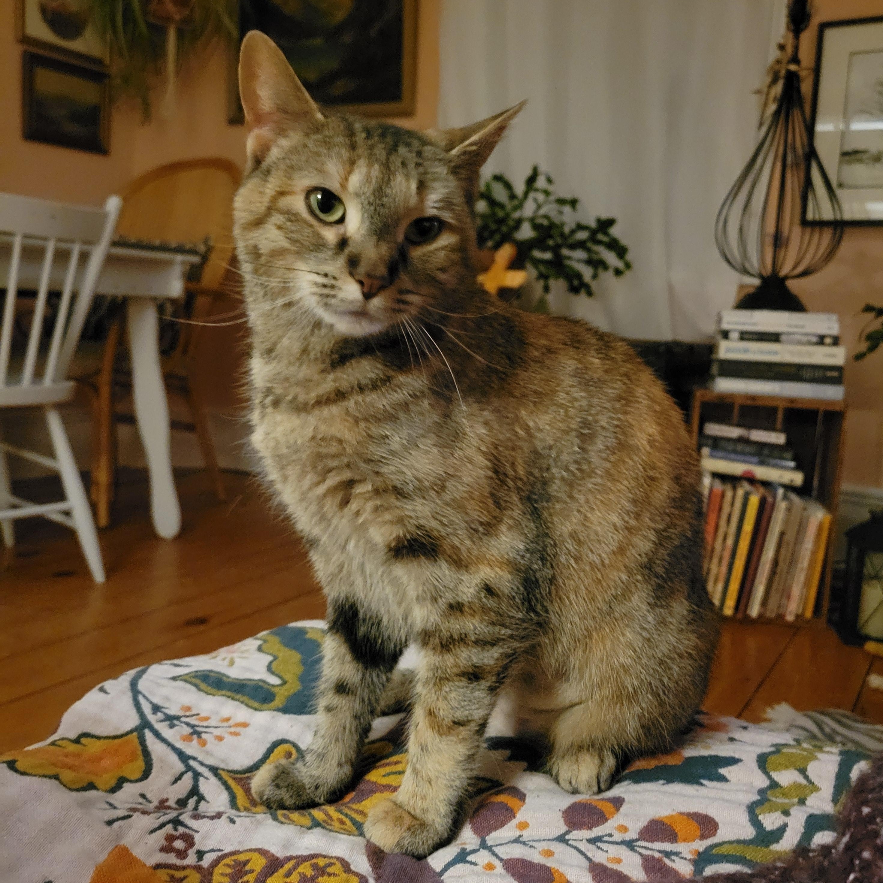 Enlarge Twiggy, a ADOPTABLE Domestic Short Hair in Ottawa, ON image 4/6