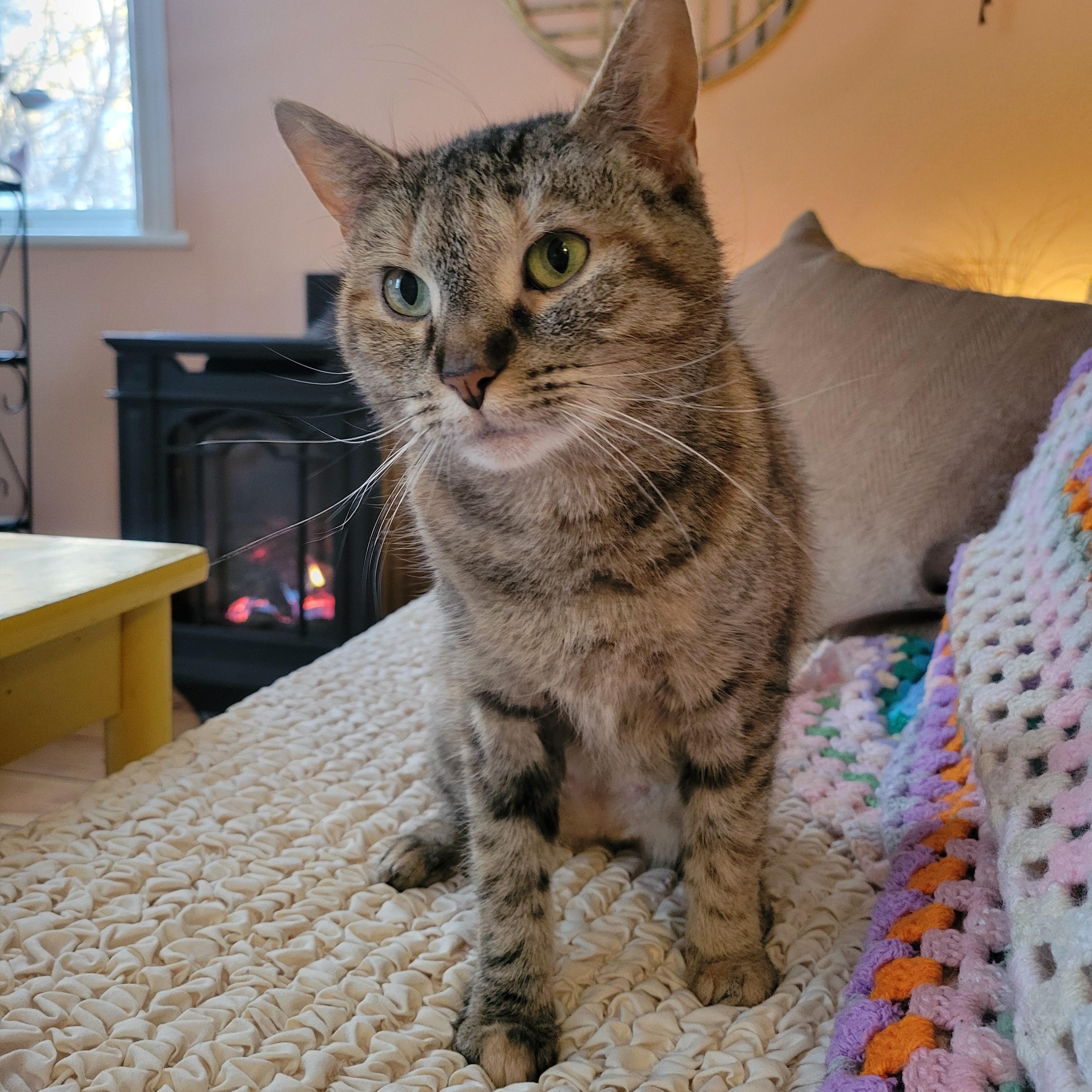 Enlarge Twiggy, a ADOPTABLE Domestic Short Hair in Ottawa, ON image 5/6