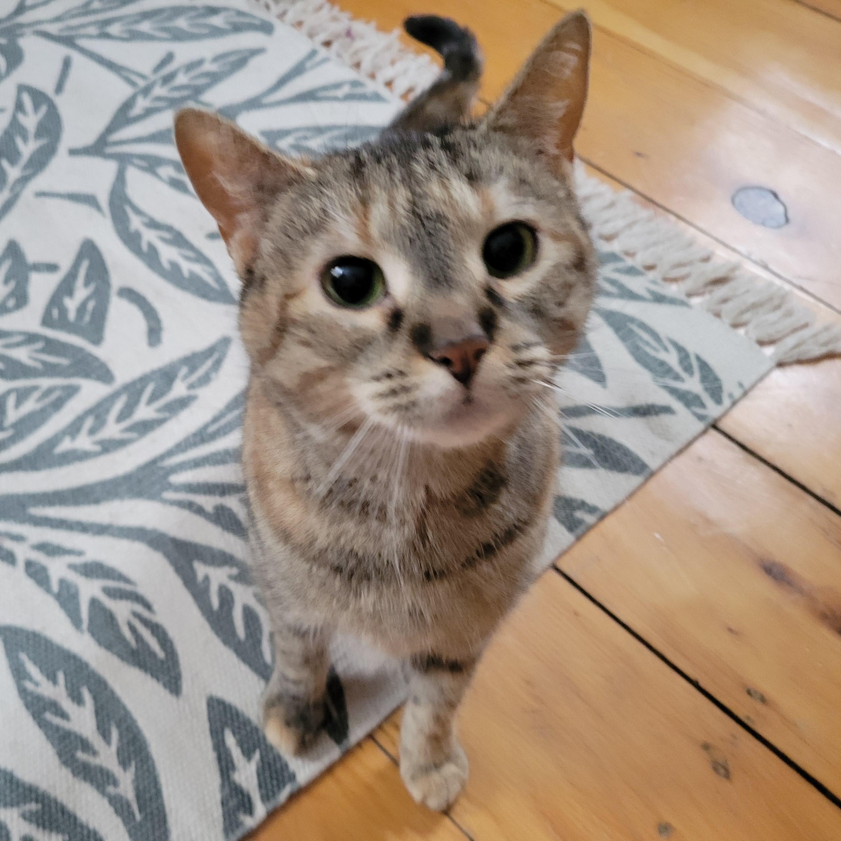 Enlarge Twiggy, a ADOPTABLE Domestic Short Hair in Ottawa, ON image 6/6