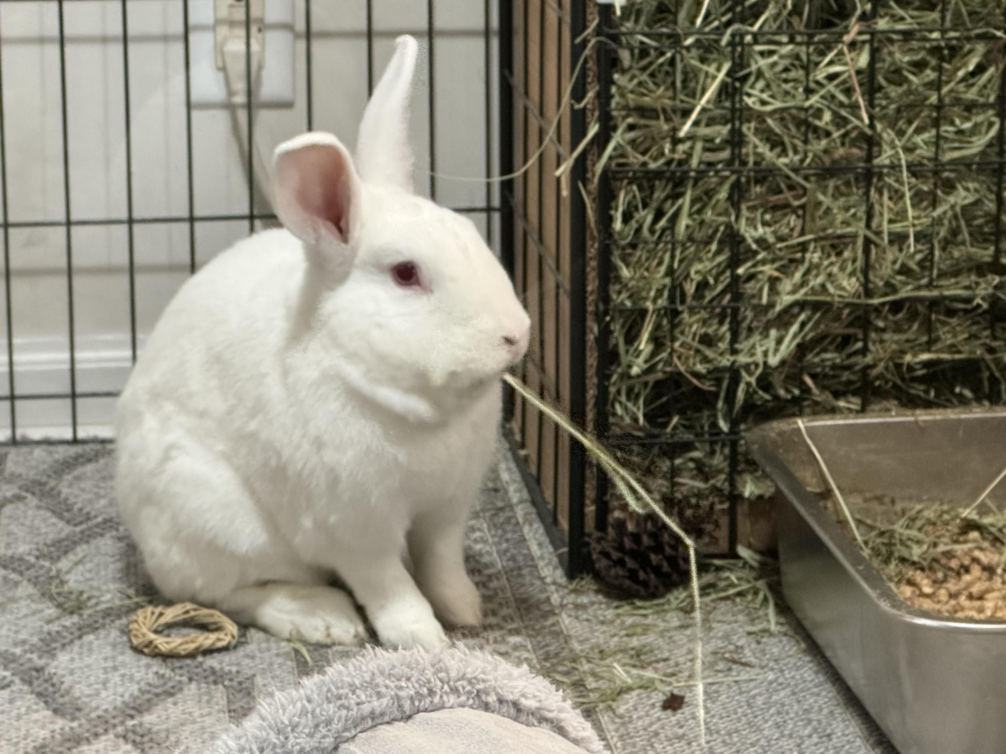 Casper, Adoptable, Adult Male Florida White.