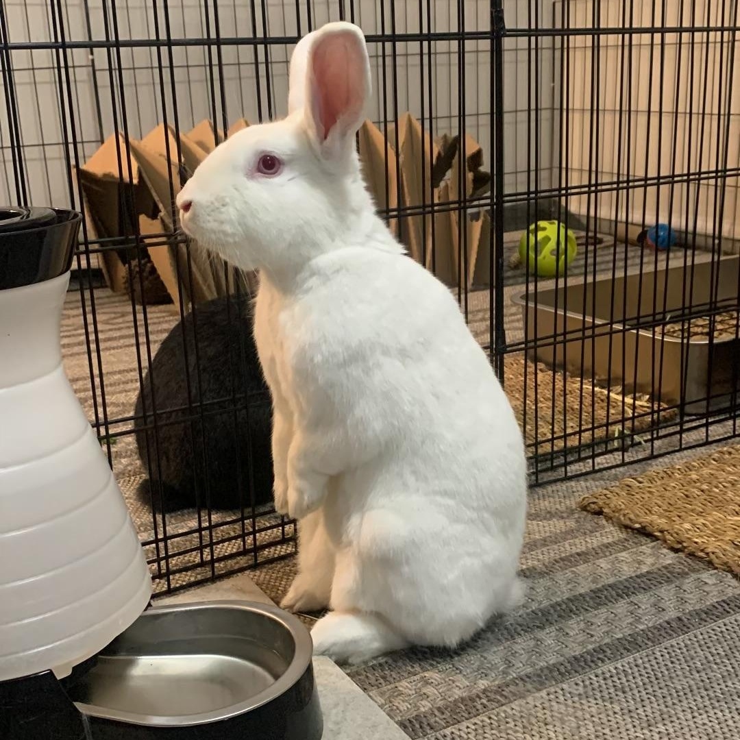 Lee, Adoptable, Adult Male Florida White.