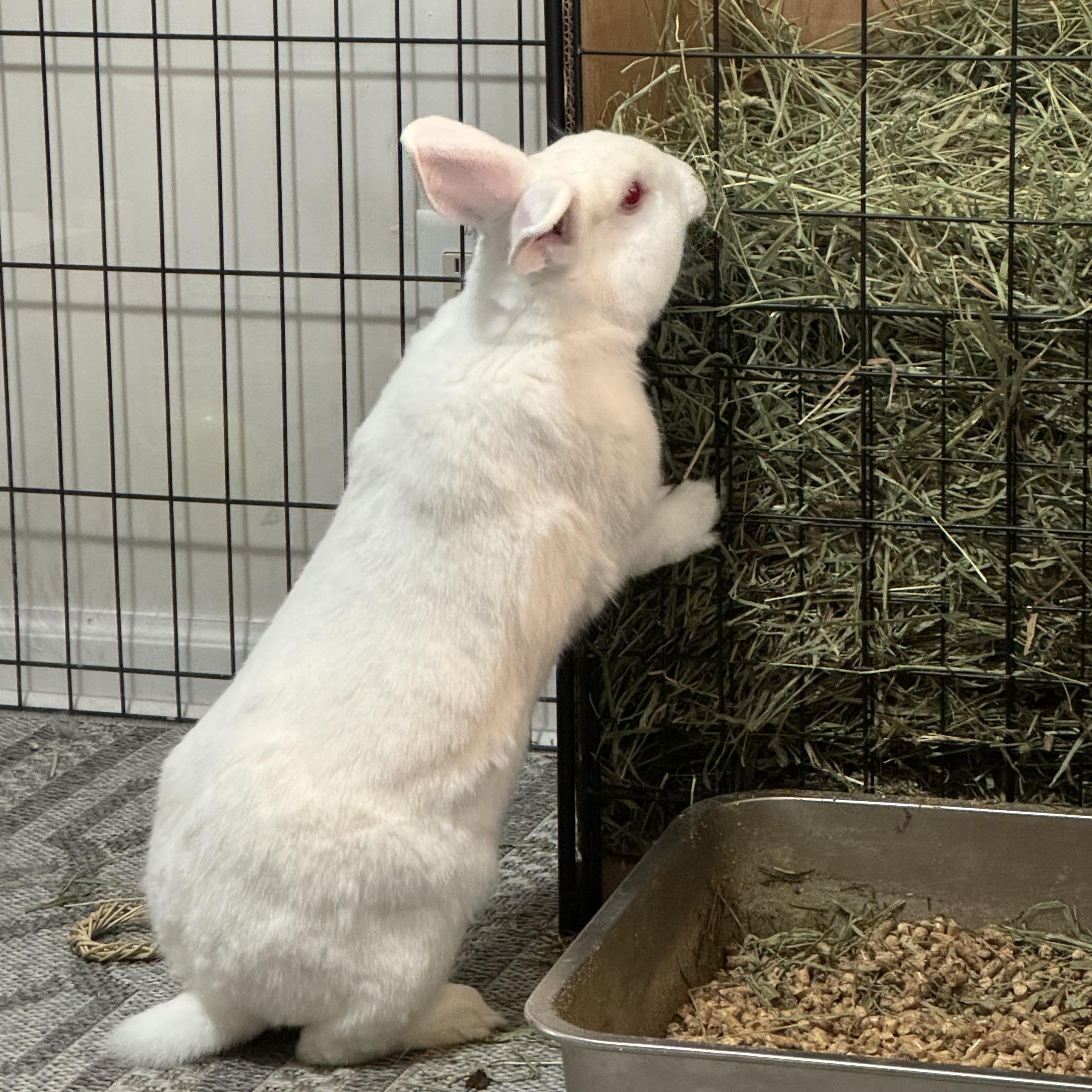 Enlarge Casper, a Adoptable Florida White in St. Charles, IL image 3/5