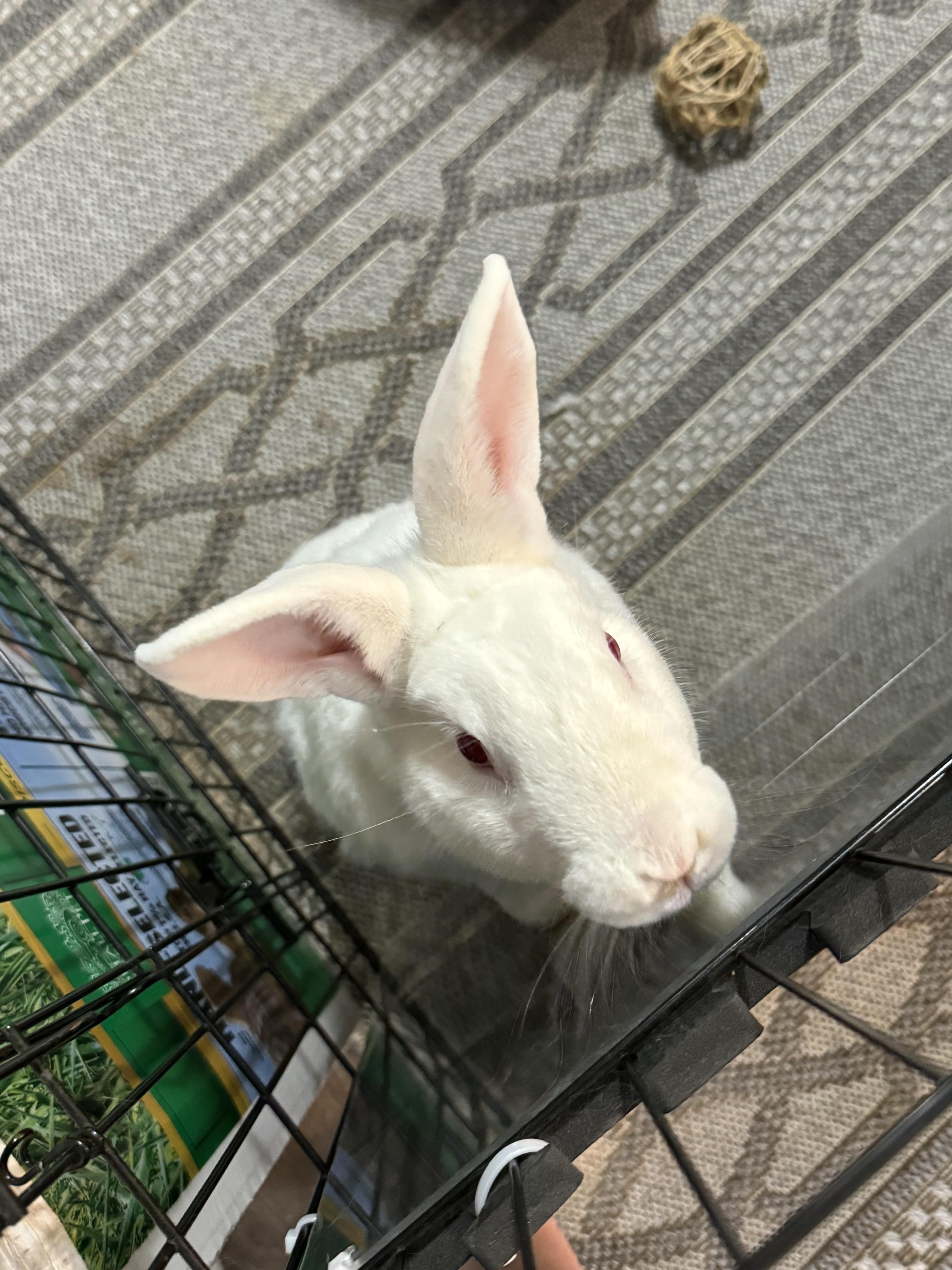 Enlarge Casper, a Adoptable Florida White in St. Charles, IL image 4/5