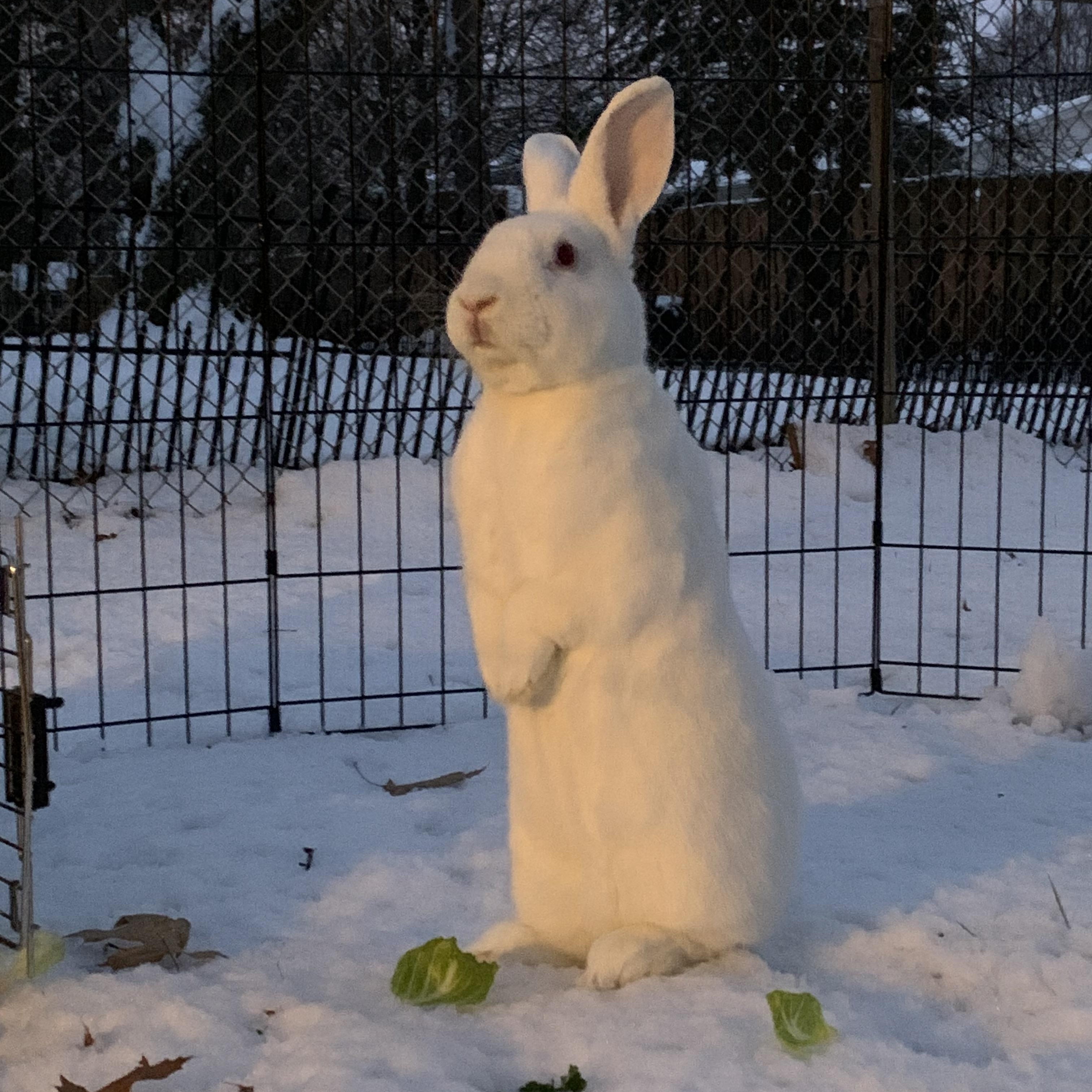 Lee, a Adoptable Florida White in St. Charles, IL image 2/3