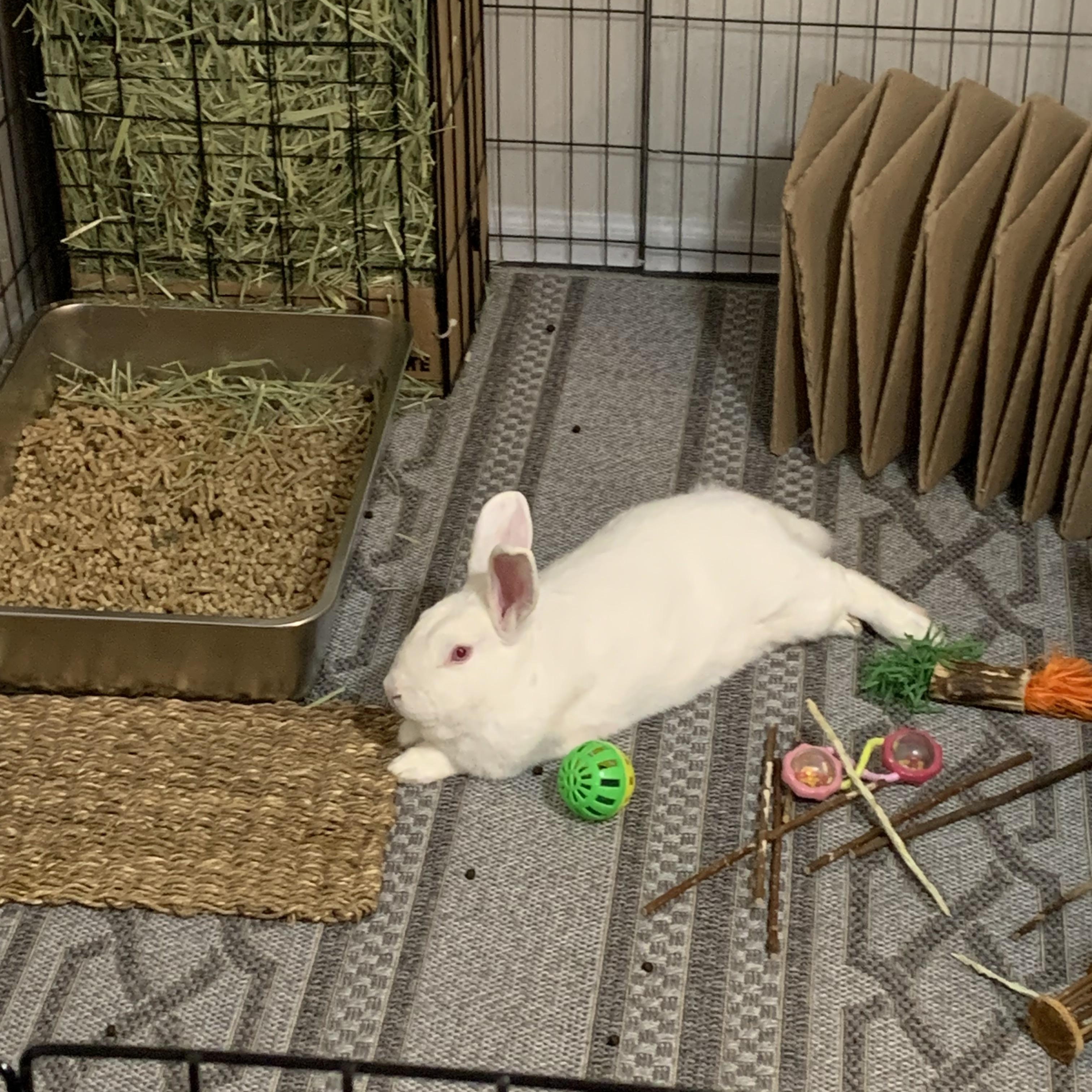 Lee, a Adoptable Florida White in St. Charles, IL image 3/3