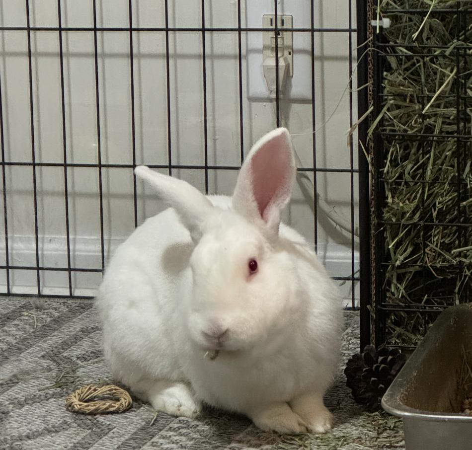 Enlarge Casper, a Adoptable Florida White in St. Charles, IL image 5/5