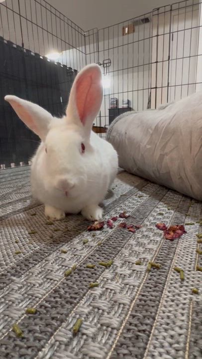 Enlarge Casper, a Adoptable Florida White in St. Charles, IL video 5/5