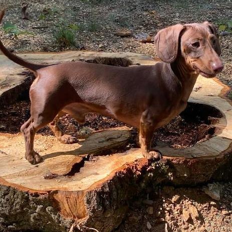 Ruger, Adoptable, Senior Male Miniature Dachshund.
