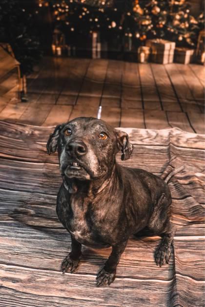 Tink, Adoptable, Adult Female Pit Bull Terrier & Mixed Breed.