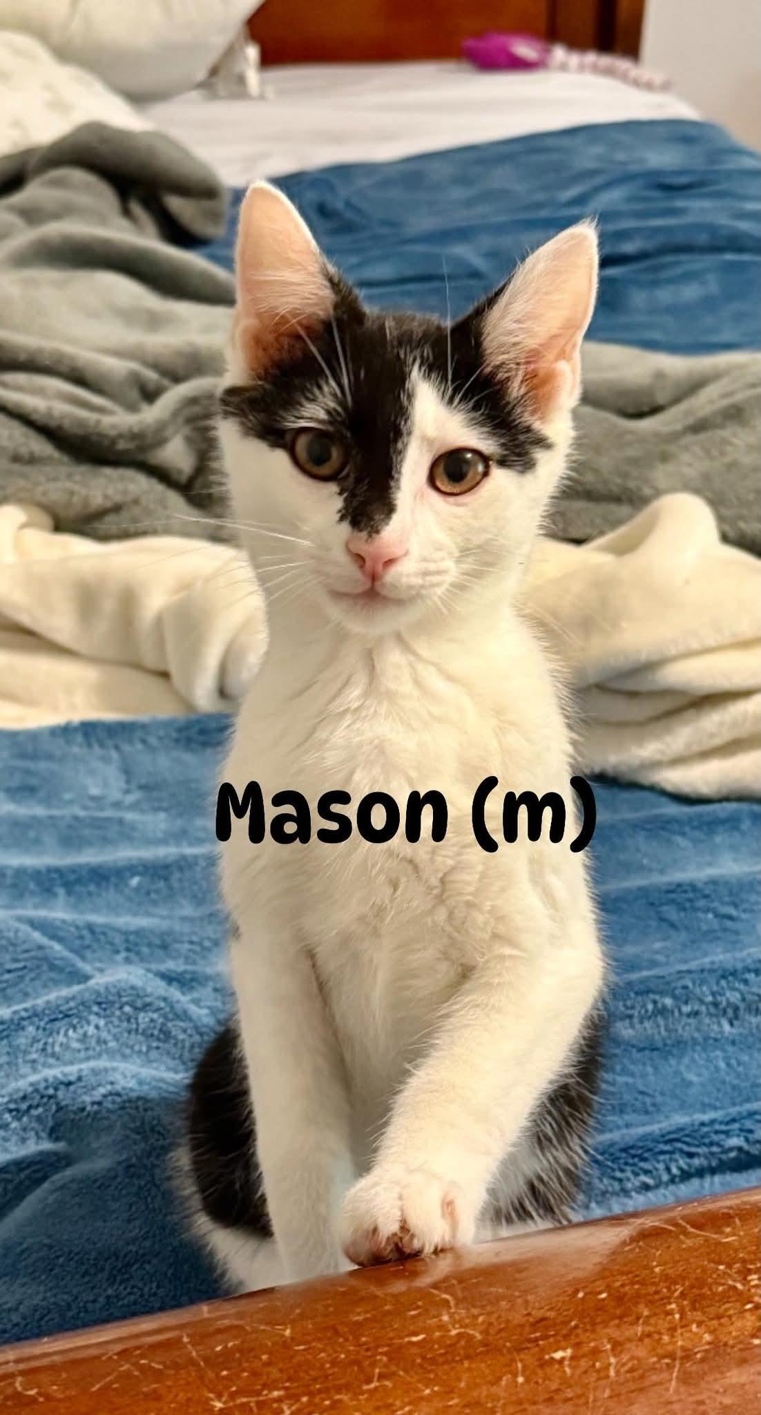 Enlarge Mason, a Adoptable Domestic Short Hair in Cincinnati, OH image 1/1