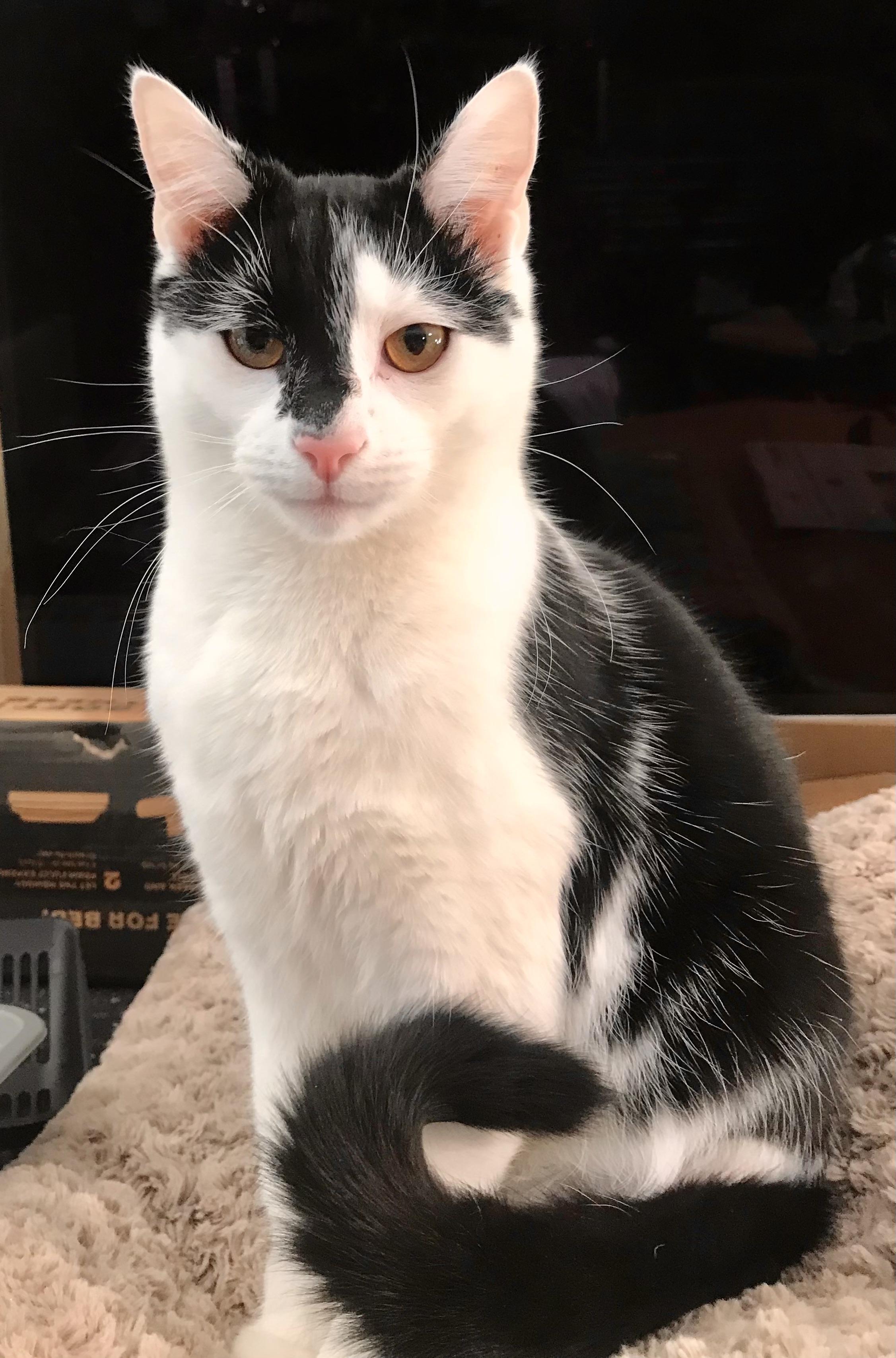 Mason, a Adoptable Domestic Short Hair in Cincinnati, OH image 2/2