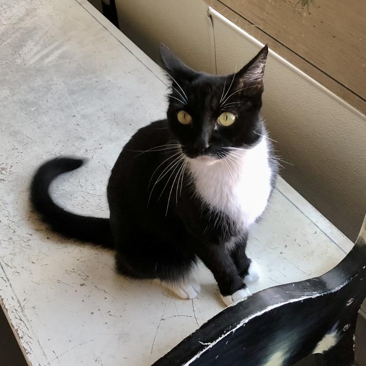 Gypsy — thumbnail 3