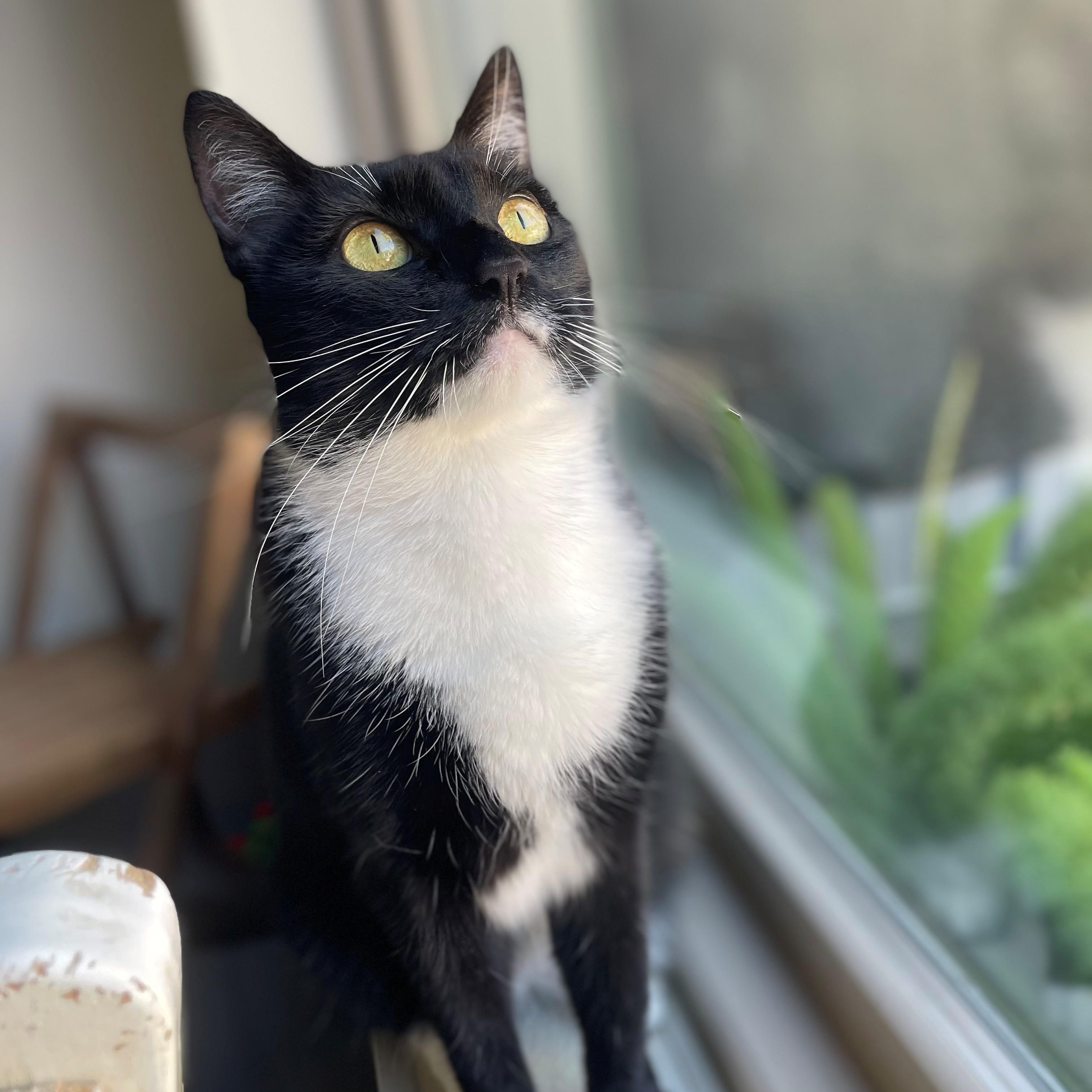 Gypsy — thumbnail 4