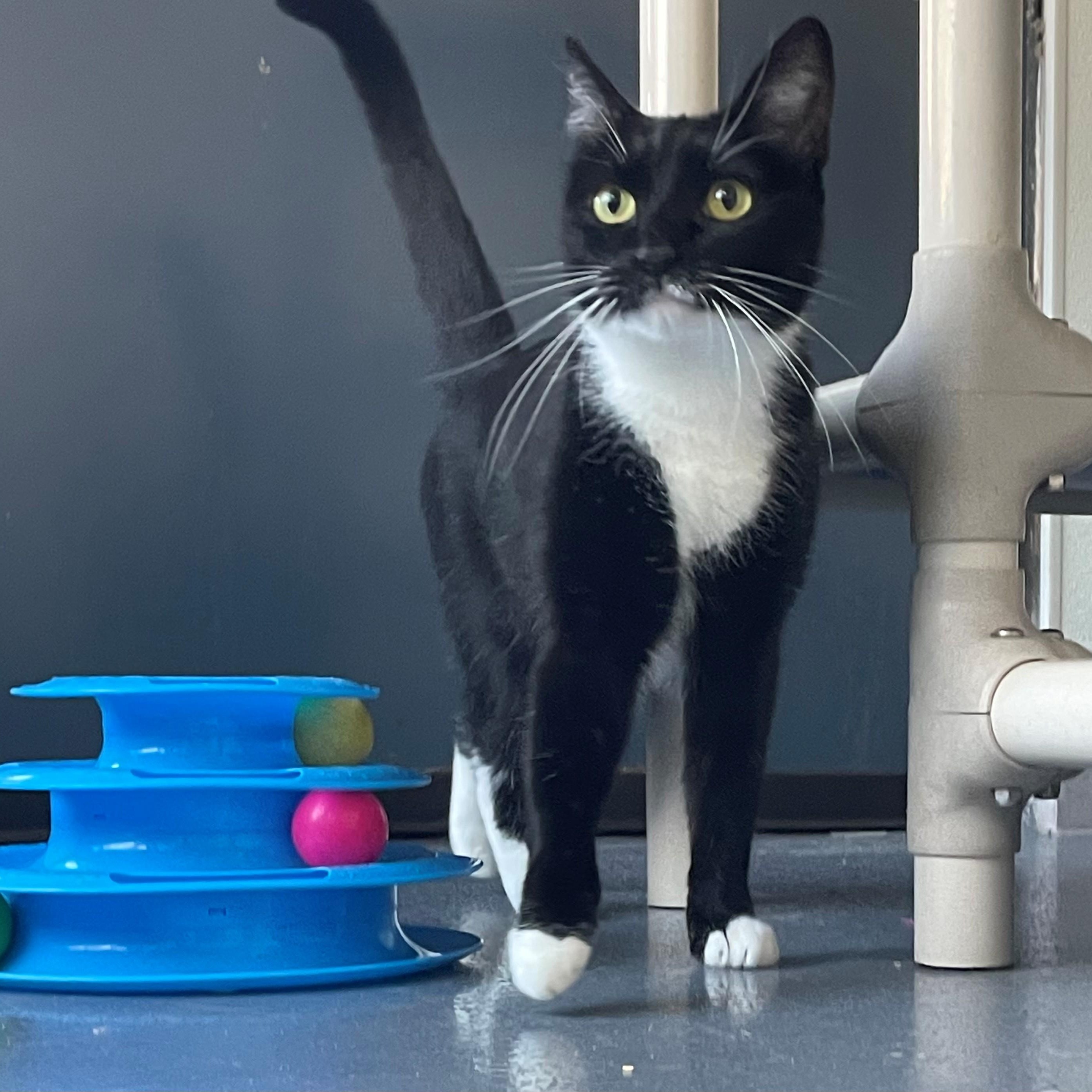 Gypsy — thumbnail 5