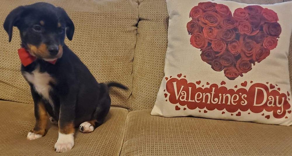 Enlarge Captain Crunch, a Adopted mixed breed in Sealy, TX image 1/1