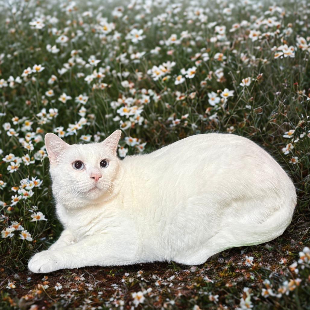 Enlarge Oscar, a Adoptable Domestic Short Hair in Kansas City, MO image 1/1