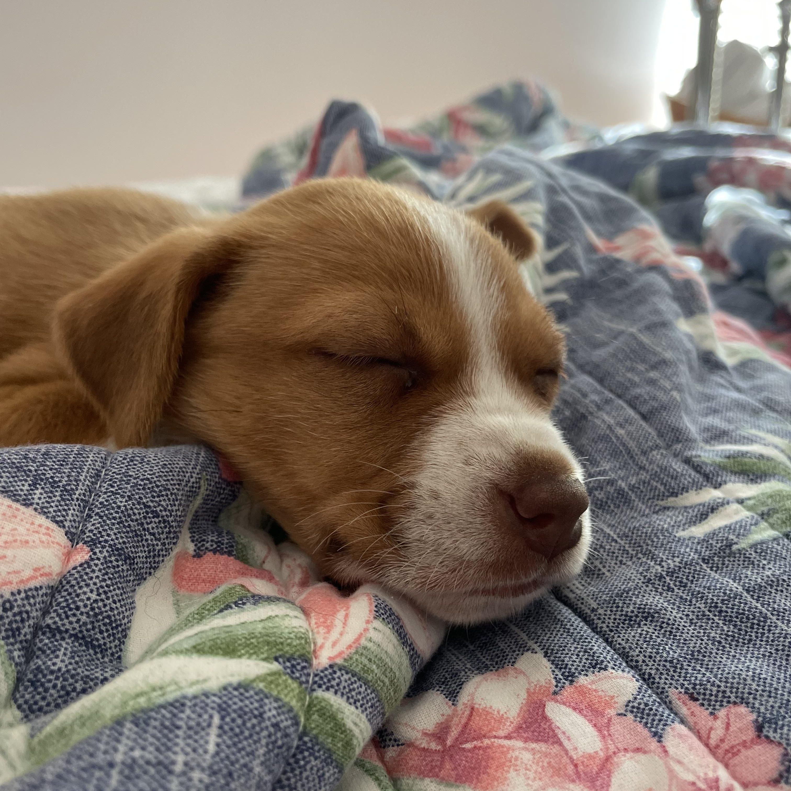 Enlarge Sunshine, an adopted mixed breed in Greensboro, NC image 3/5