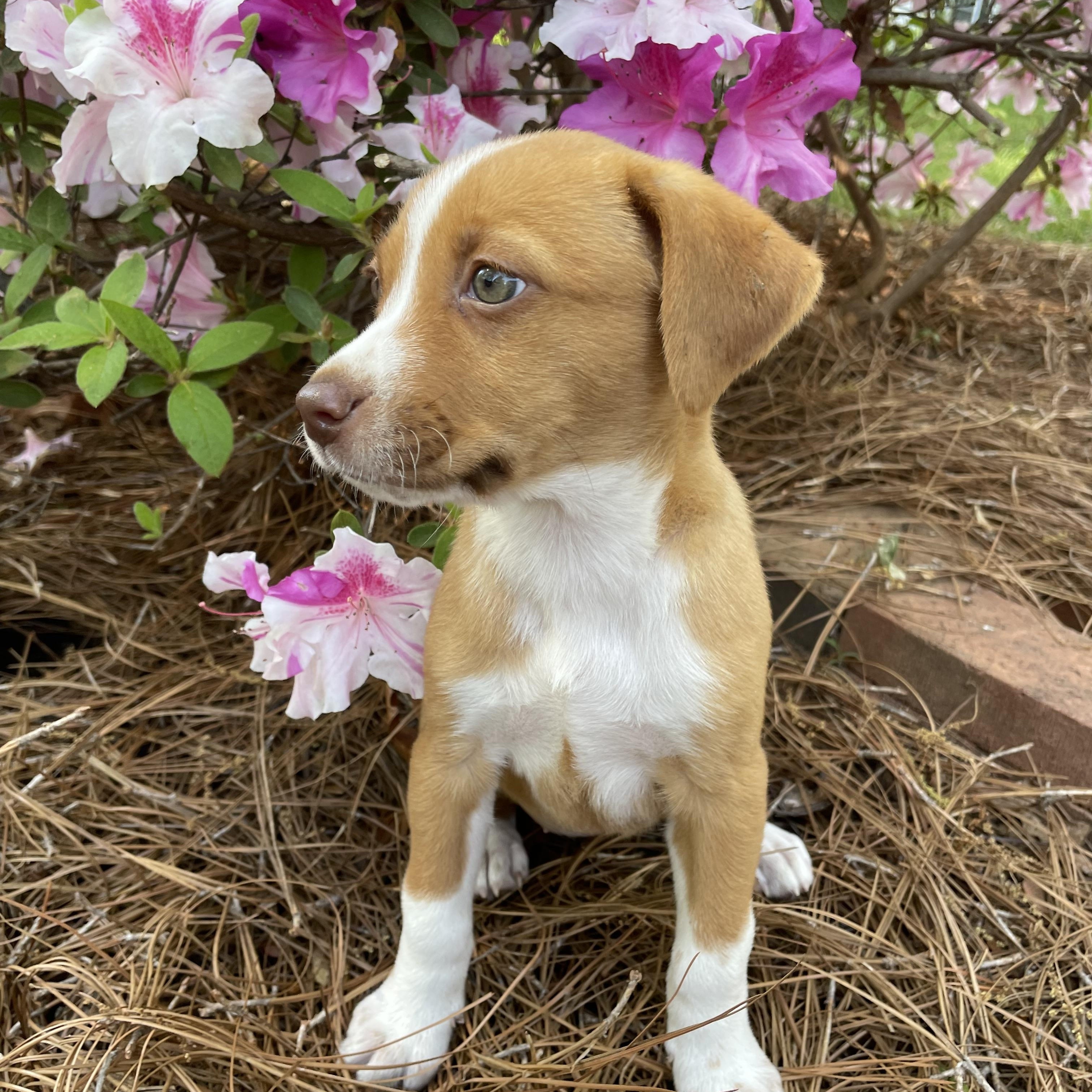 Enlarge Sunshine, an adopted mixed breed in Greensboro, NC image 2/5