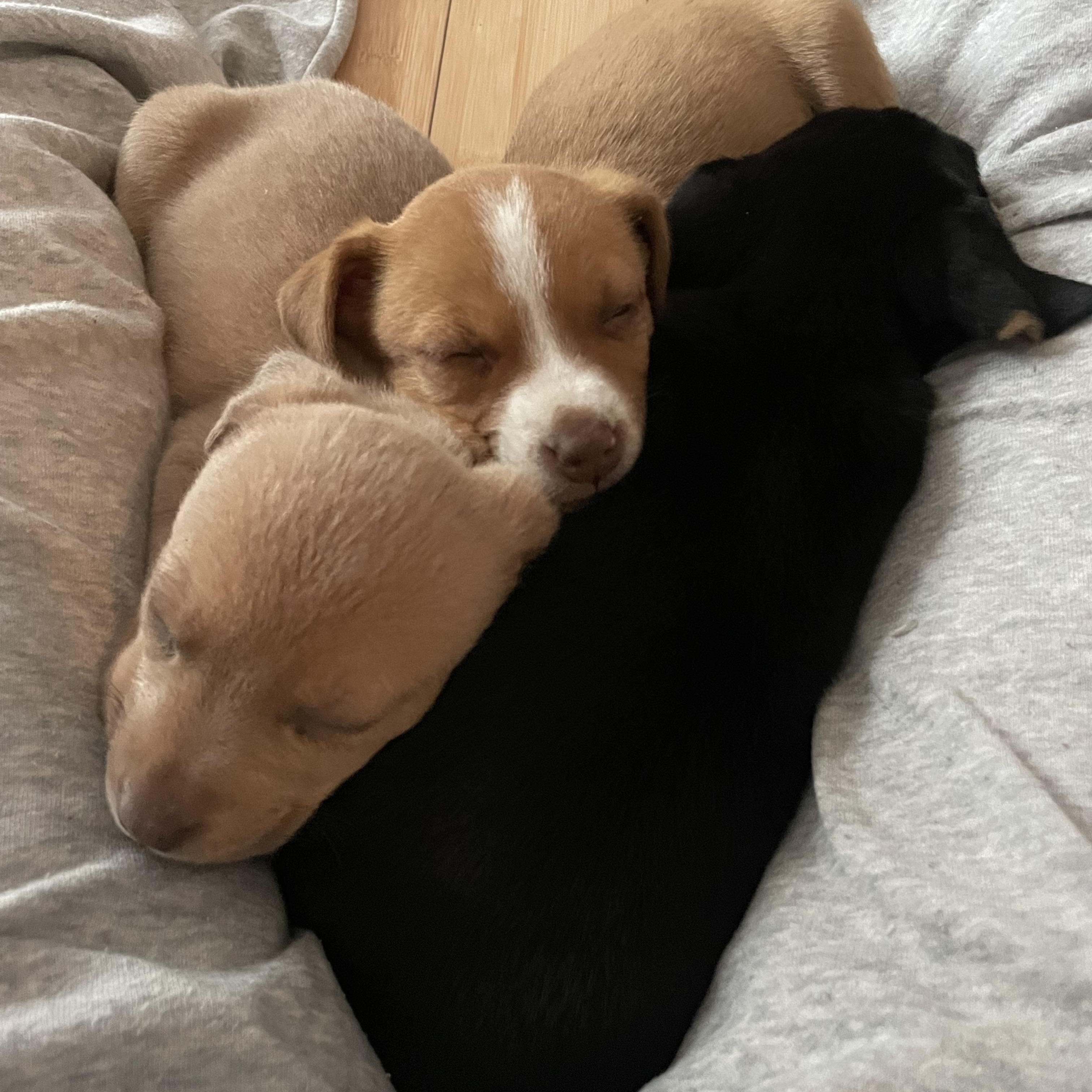 Enlarge Sunshine, an adopted mixed breed in Greensboro, NC image 5/5